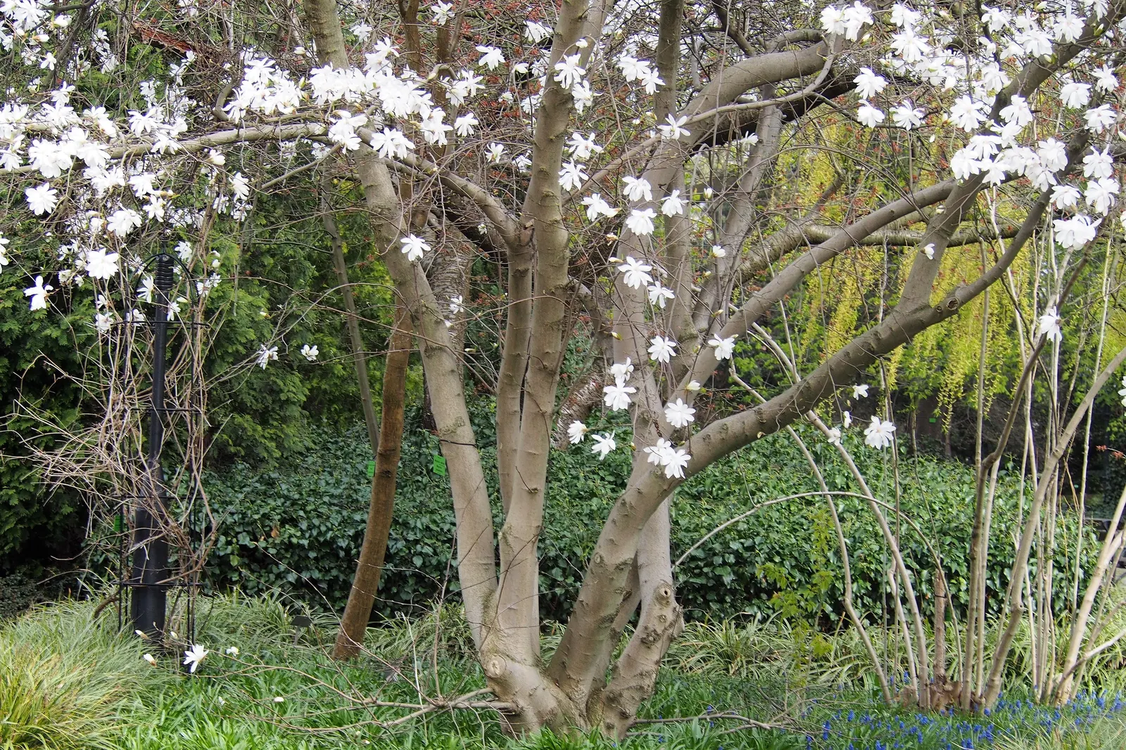Star Magnolia (Magnolia Stellata) — The leaves are oblong to oval
