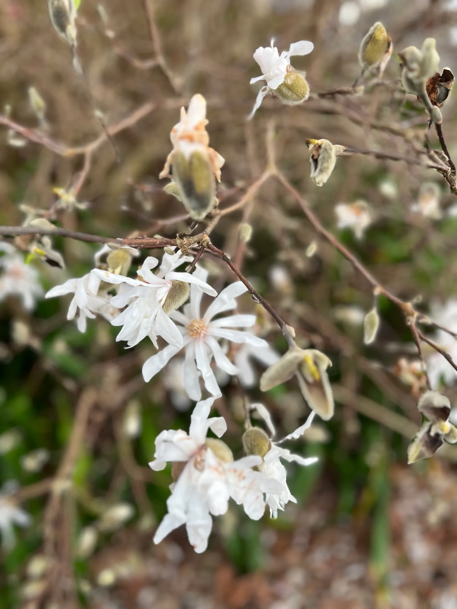 Star Magnolia (Magnolia Stellata) — With its size and ornamental value