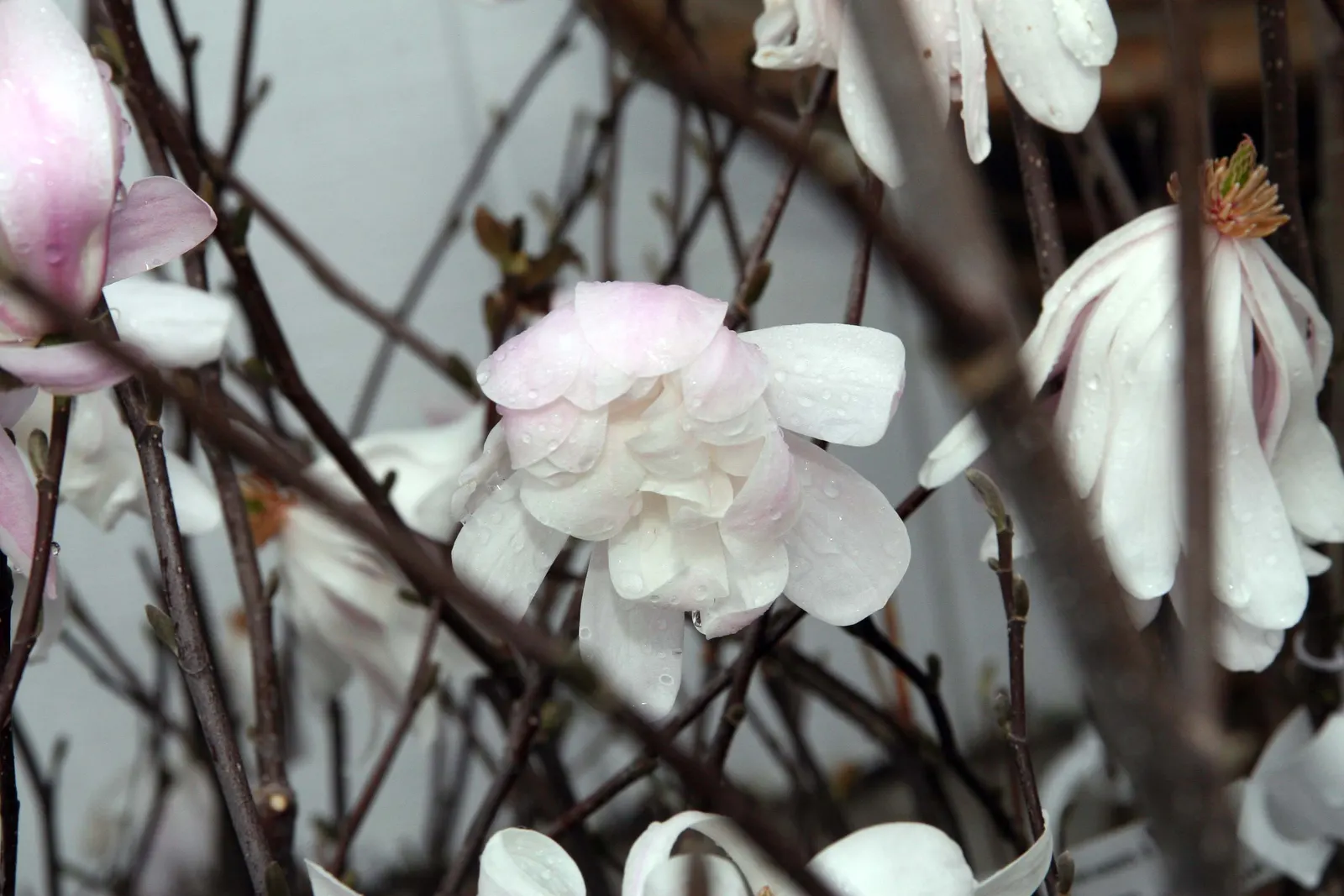 Star Magnolia (Magnolia Stellata) — Its relatively compact size and rounded shape make it an ideal focal point for small garden plots