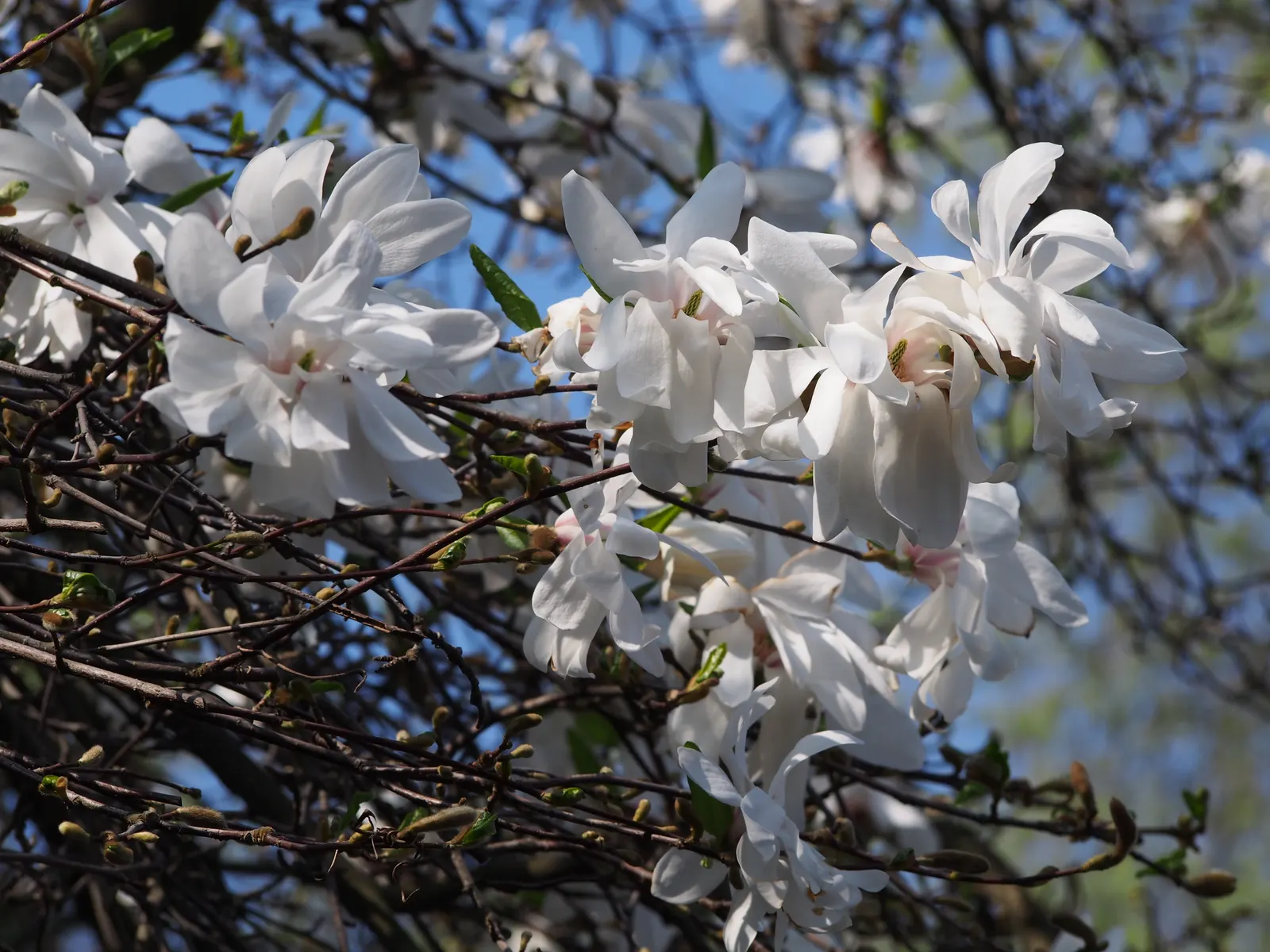 Star Magnolia (Magnolia Stellata) — with each bloom consisting of 12 to 18 slender