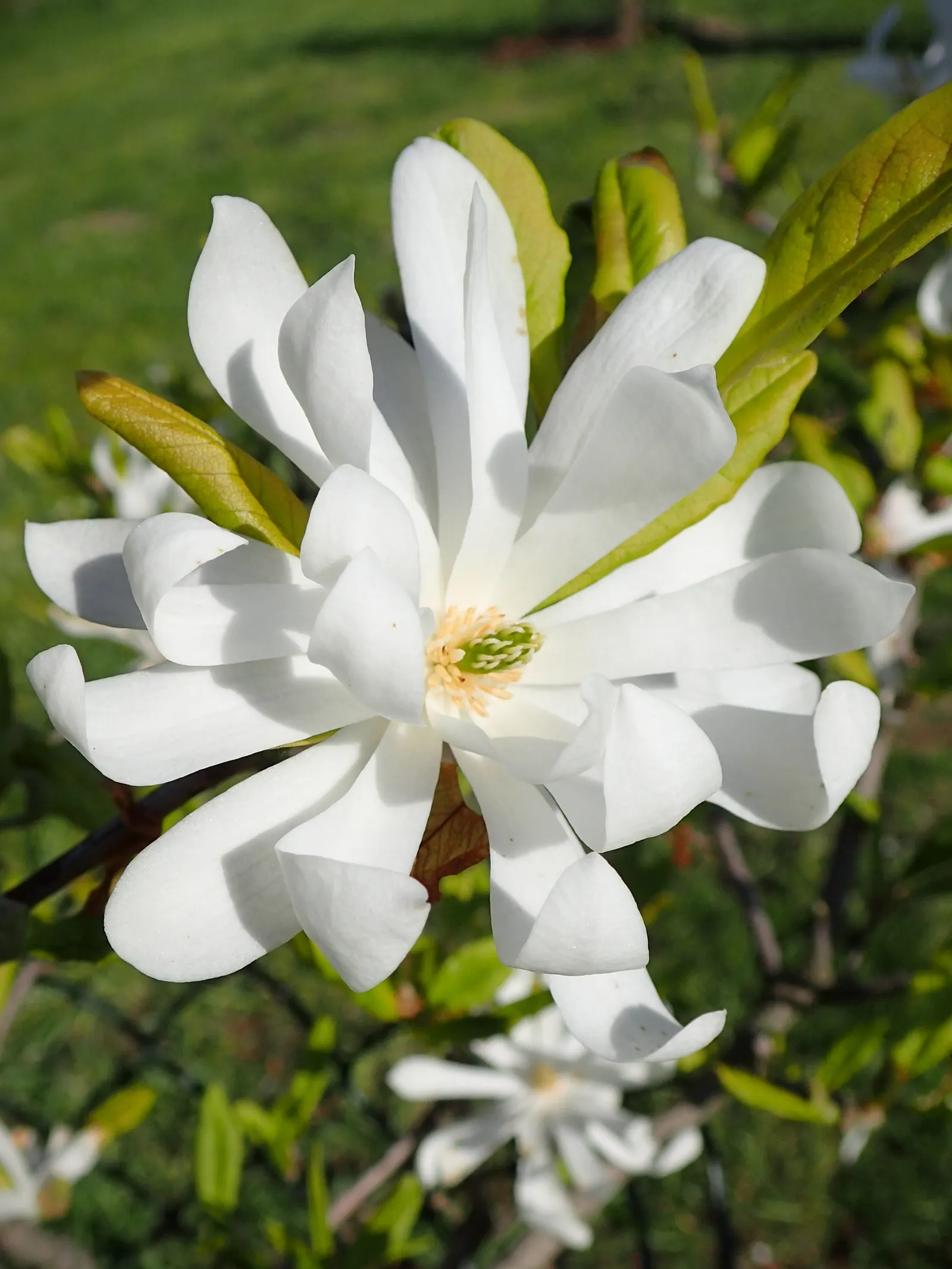 Star Magnolia (Magnolia Stellata) — Hardy in USDA zones 4 through 8; typically reaching 15-20 feet in height with a similar spread, image 77