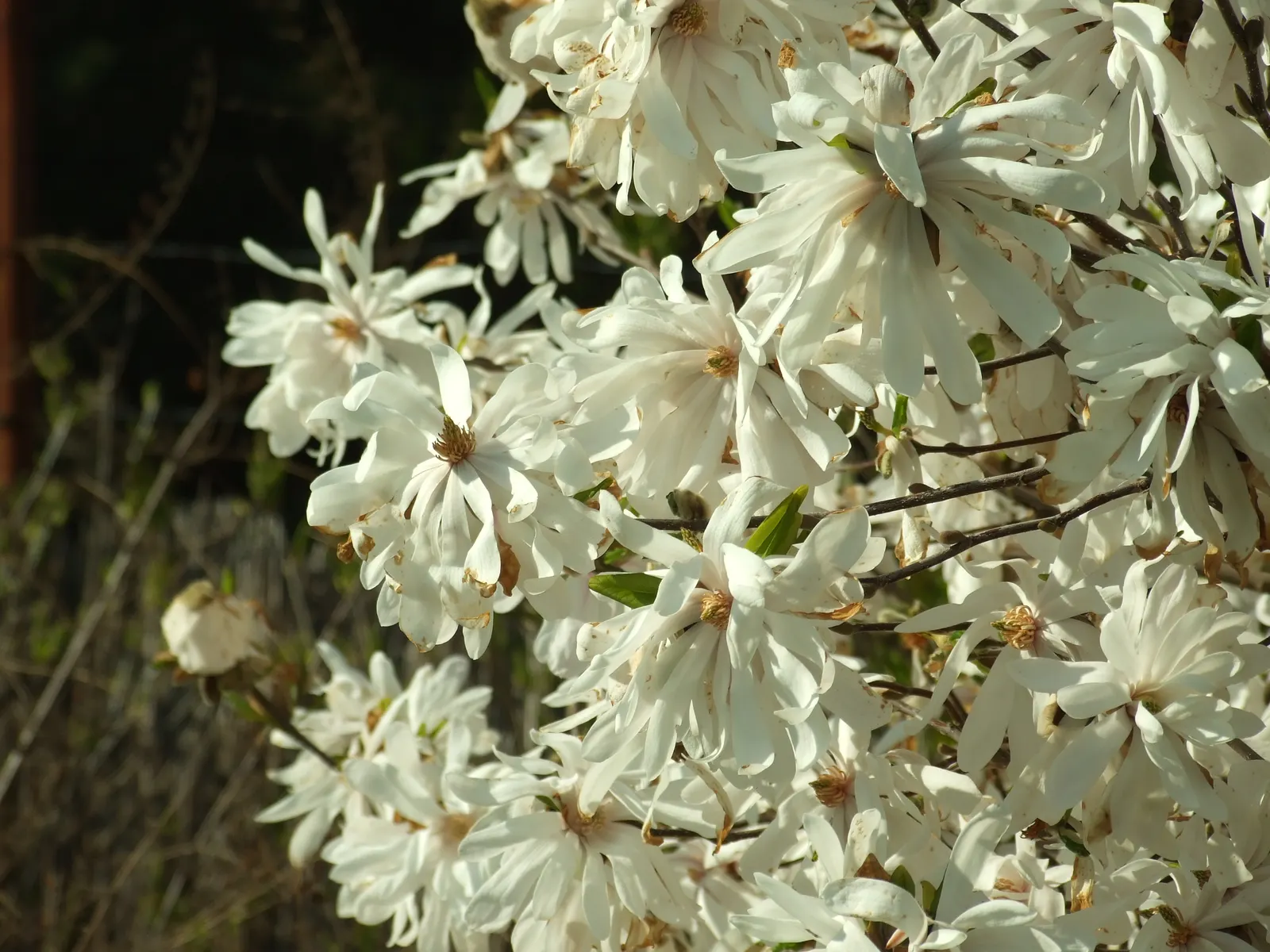 Star Magnolia (Magnolia Stellata) — Great as a focal point or in mixed borders for visual interest
