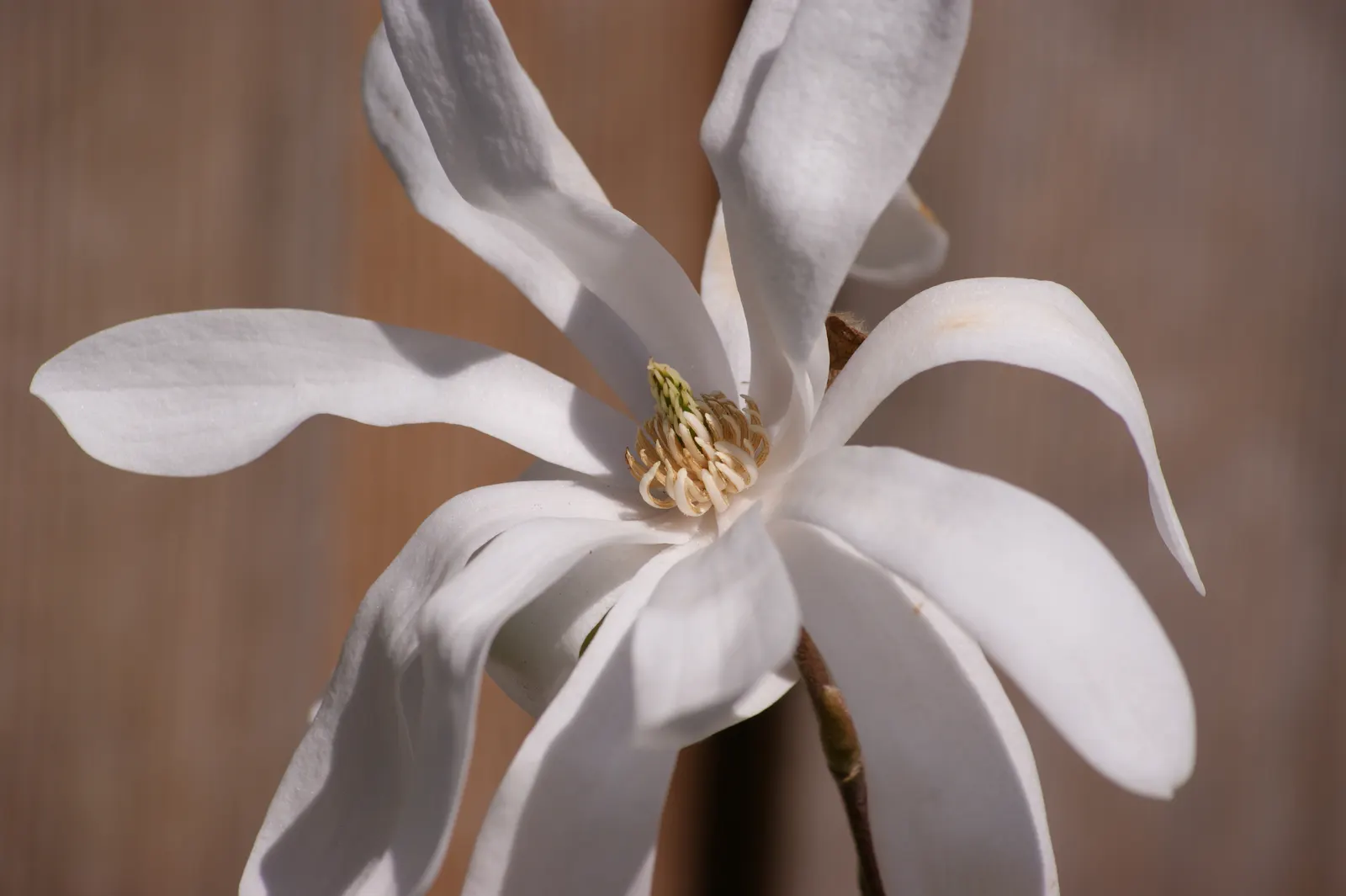 Star Magnolia (Magnolia Stellata) — With its size and ornamental value; the leaves are oblong to oval, image 79