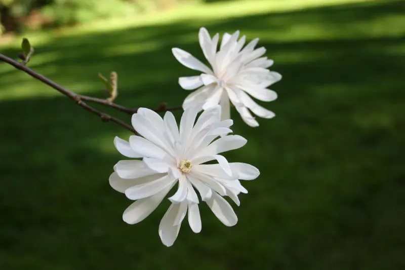 Star Magnolia (Magnolia Stellata) — The Star Magnolia, a spectacular early spring bloomer, is renowned for its profusion of starry white flowers; or even as a