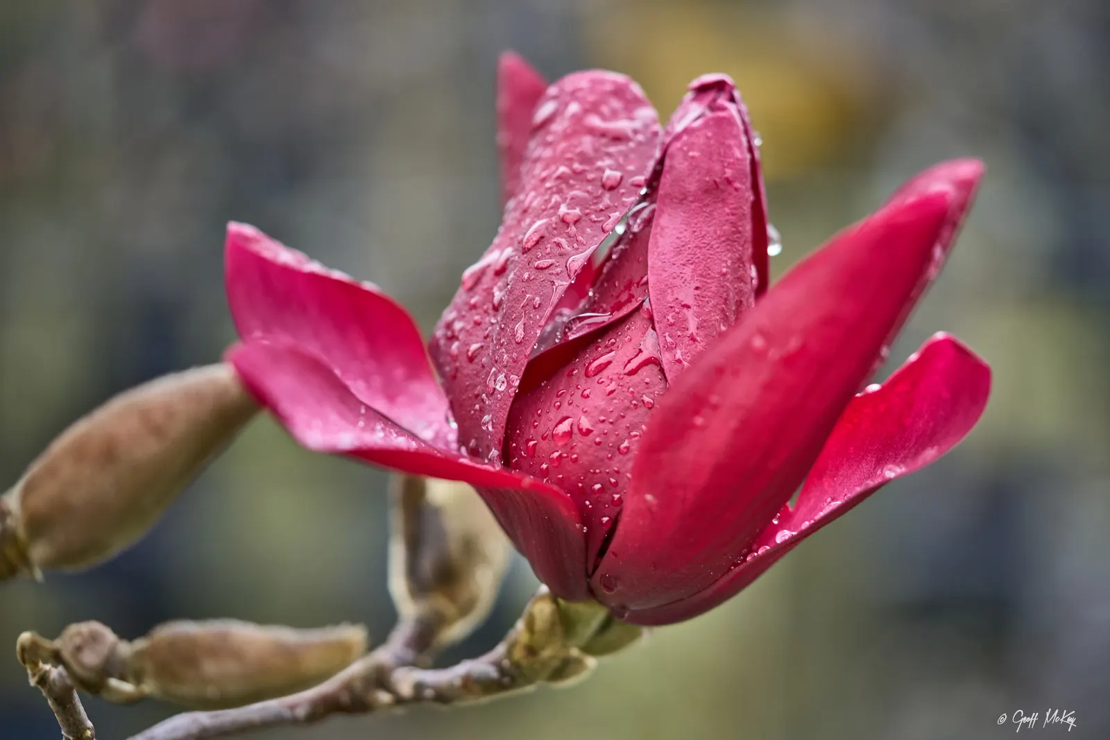 Star Magnolia (Magnolia Stellata) — Hardy in USDA zones 4 through 8