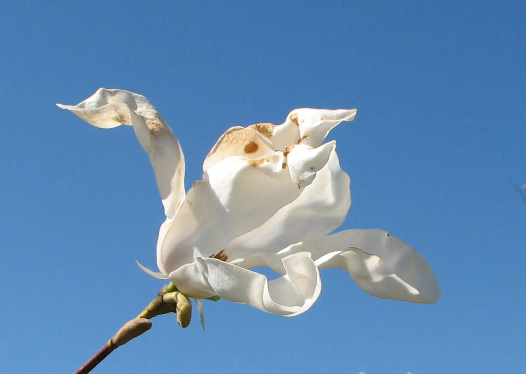 Star Magnolia (Magnolia Stellata) — tree for full; or even as a border plant, image 84