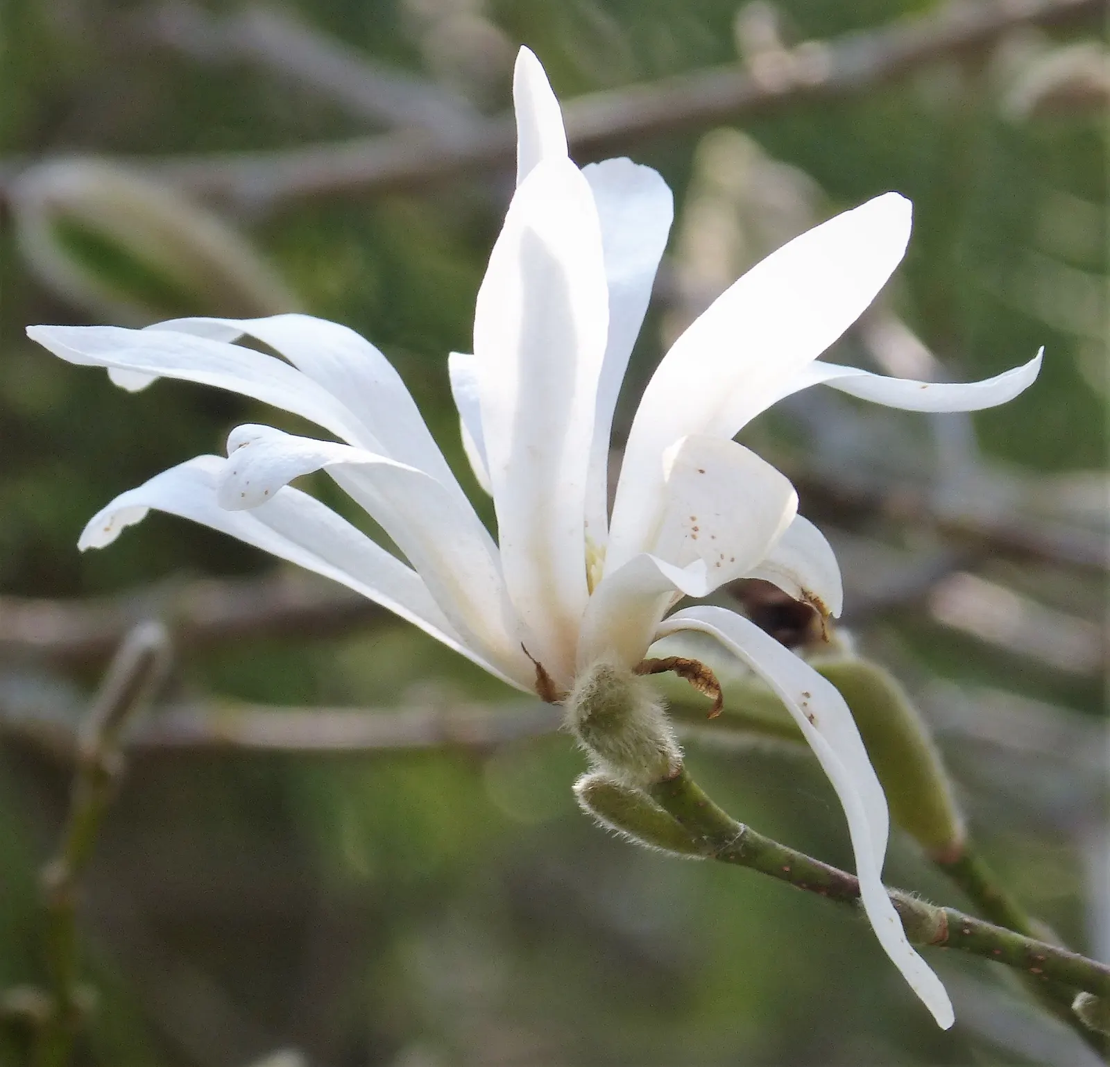 Star Magnolia (Magnolia Stellata) — or even as a border plant
