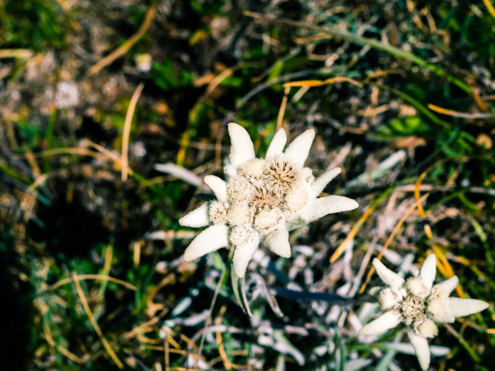 Star Magnolia (Magnolia Stellata) — each with 12-18 slender petals