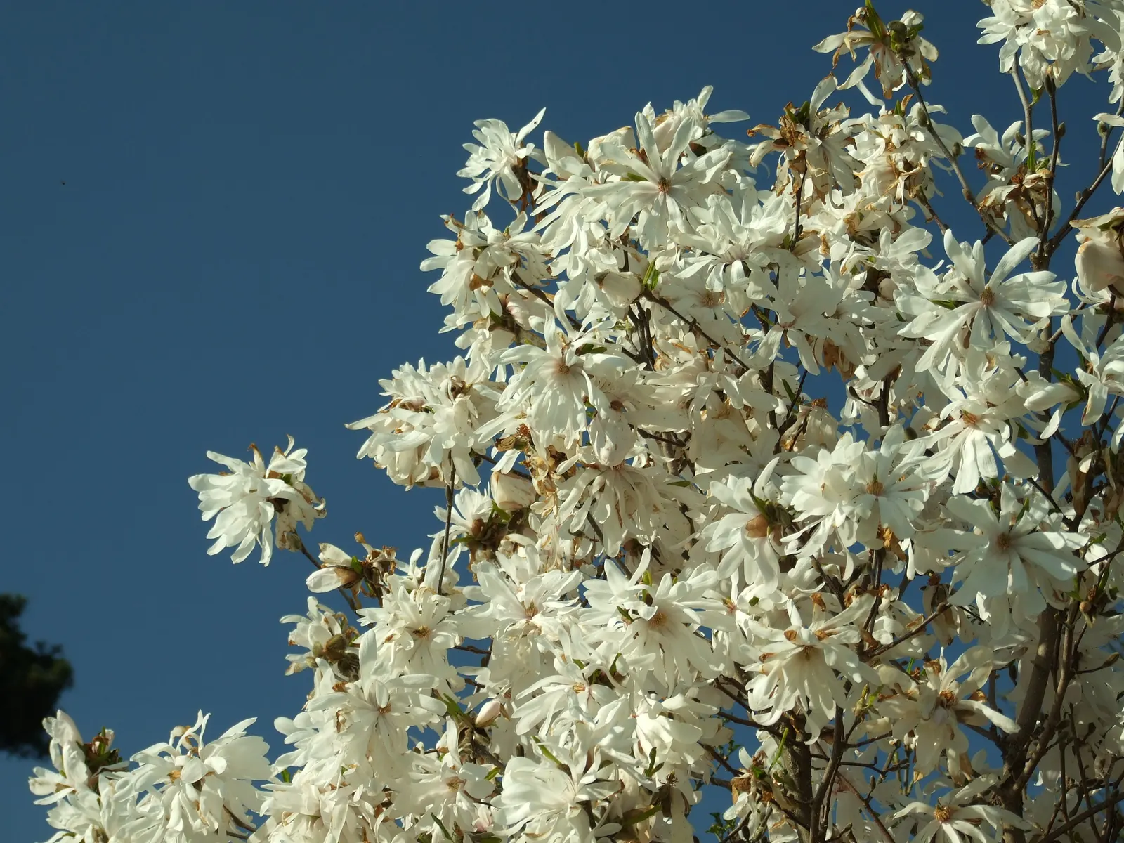Star Magnolia (Magnolia Stellata) — Its relatively compact size and rounded shape make it an ideal focal point for small garden plots; or even as a border plant