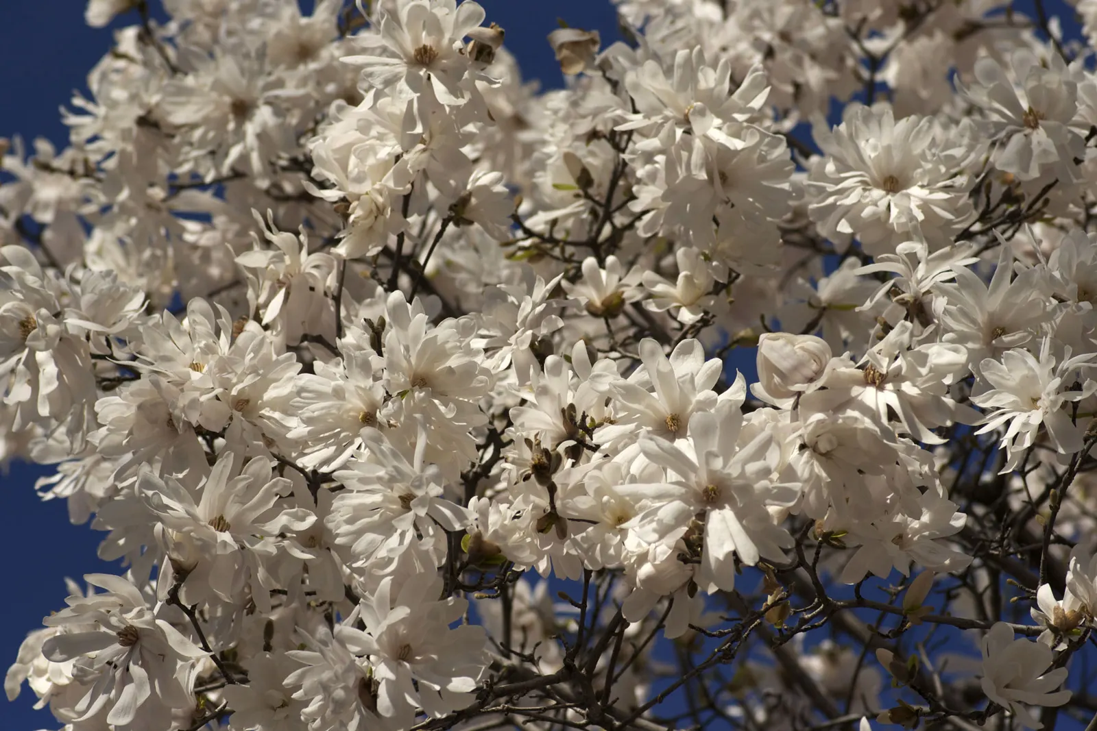 Star Magnolia (Magnolia Stellata) — With its size and ornamental value; the leaves are oblong to oval