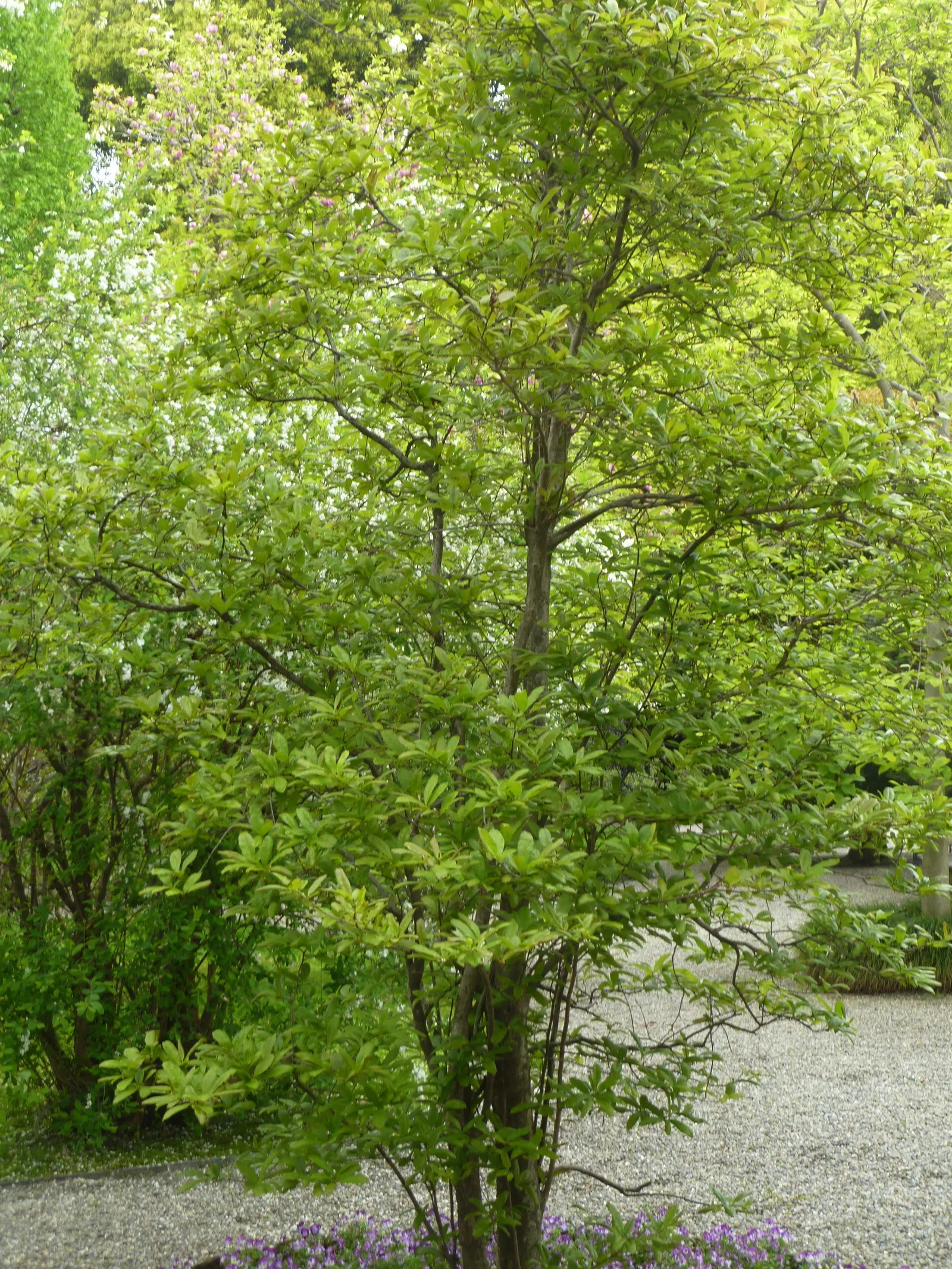 Star Magnolia (Magnolia Stellata) — this compact ornamental is ideal for small gardens; typically reaching 15-20 feet in height with a similar, image 89