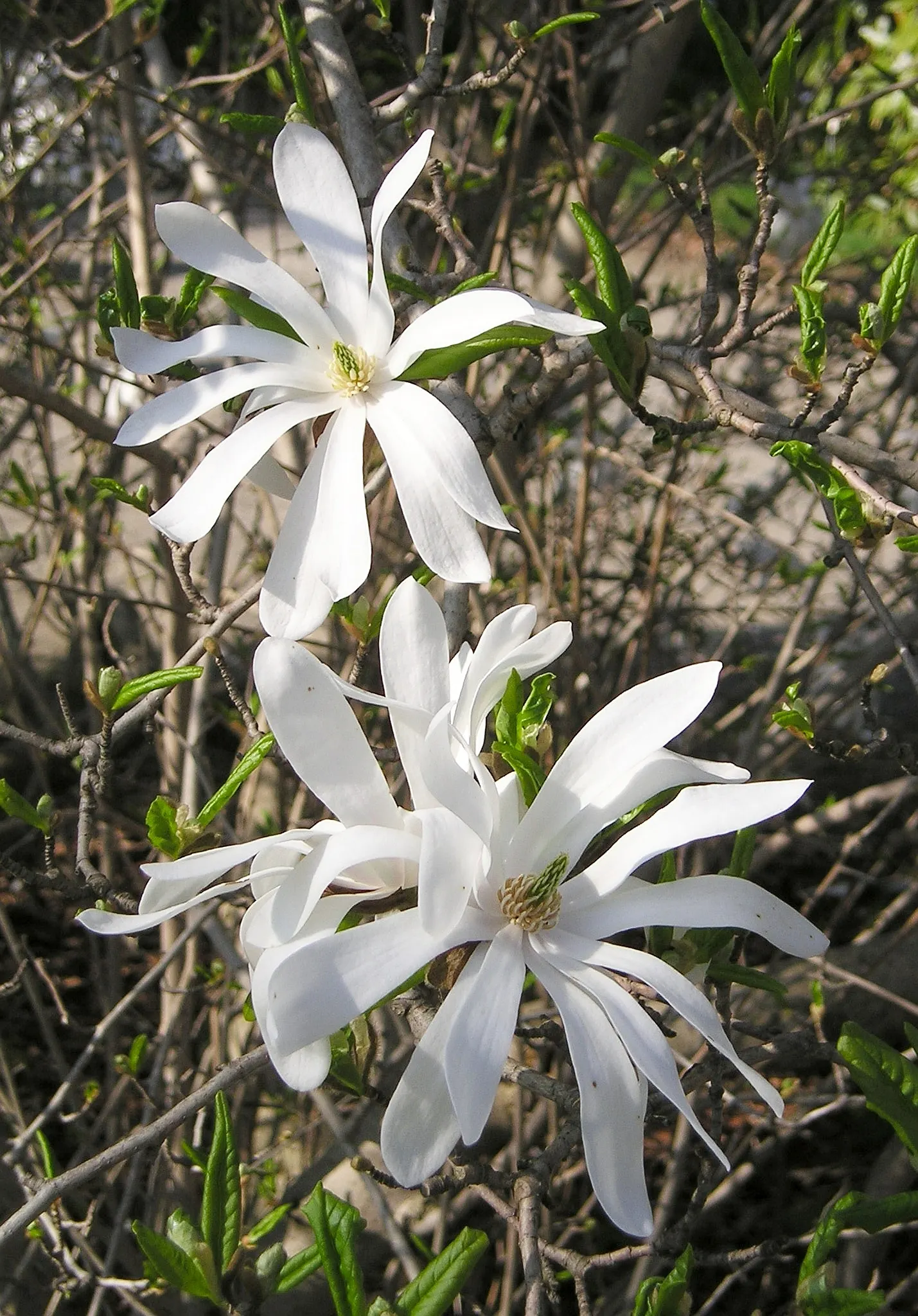Star Magnolia (Magnolia Stellata) — this compact ornamental is ideal for small gardens; typically reaching 15-20 feet in height with a similar spread