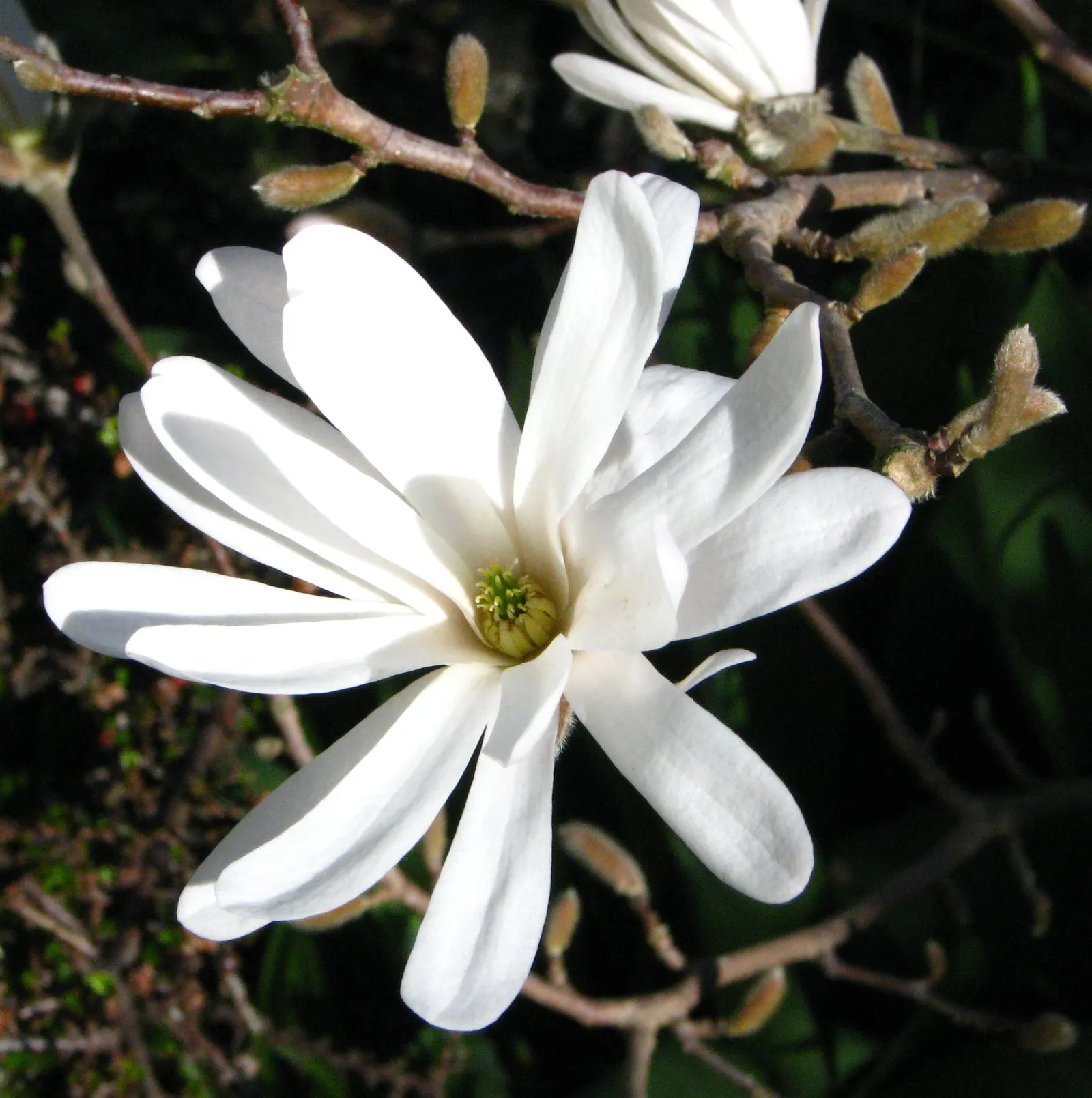 Star Magnolia (Magnolia Stellata) — tree for full; or even as a border plant
