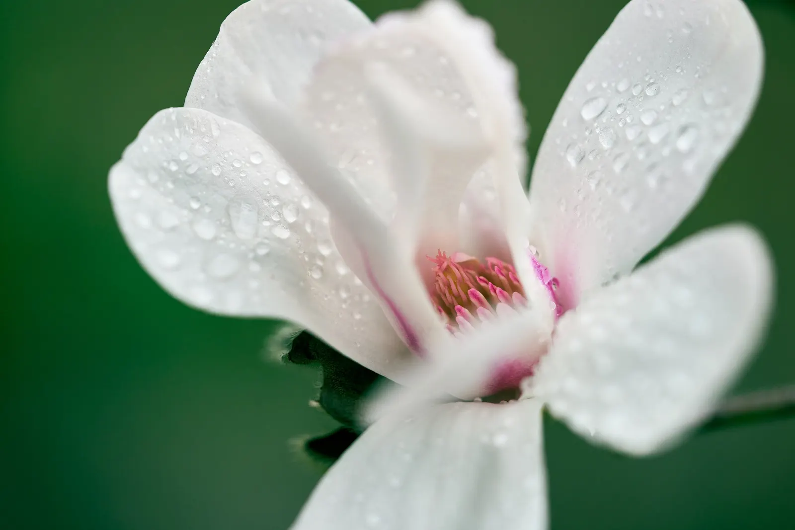 Star Magnolia (Magnolia Stellata) — The leaves are oblong to oval; and it prefers a sunny to partly shaded spot in the garden, image 74