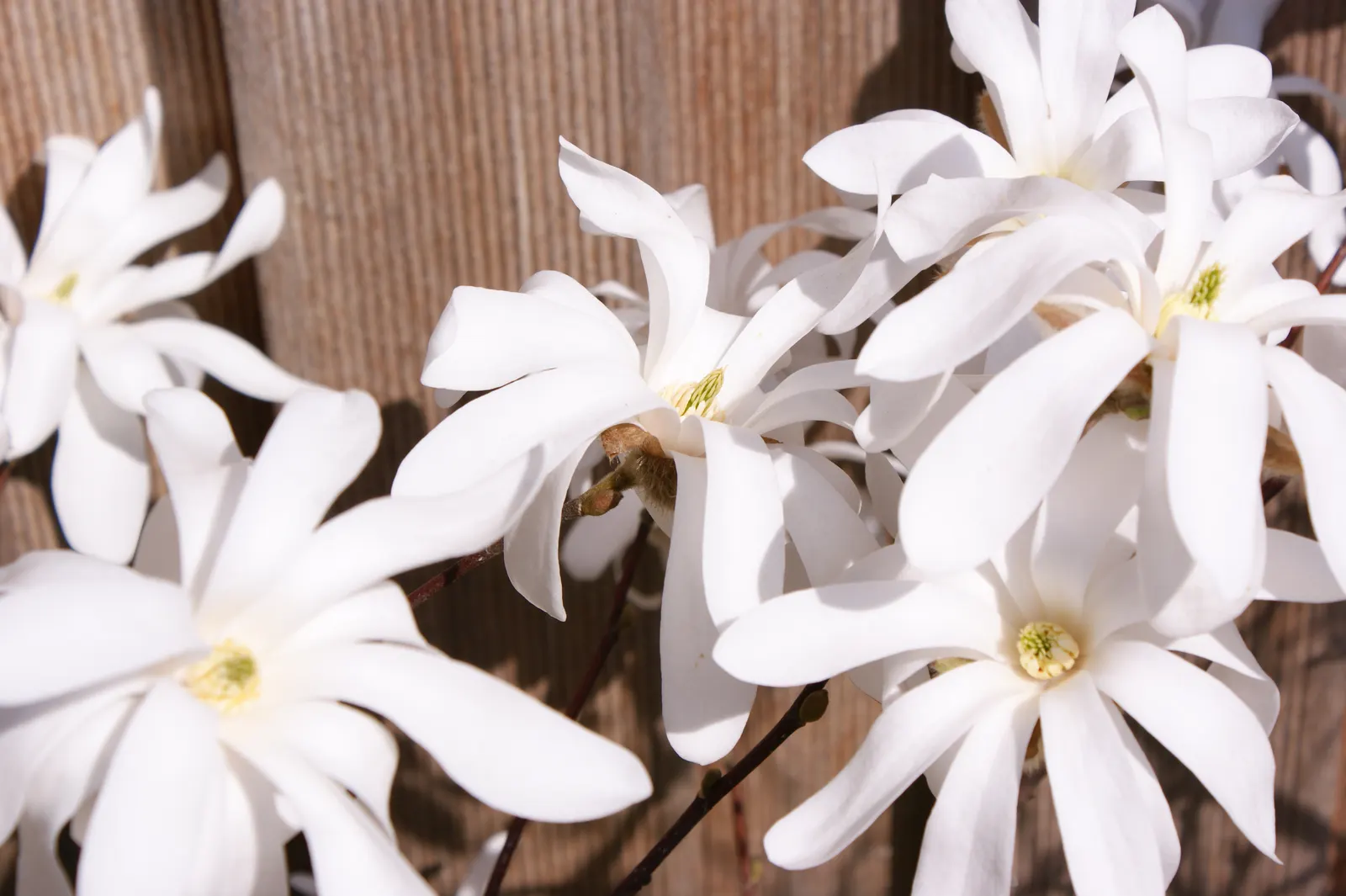 Star Magnolia (Magnolia Stellata) — tree with white blooms; the leaves are oblong to oval