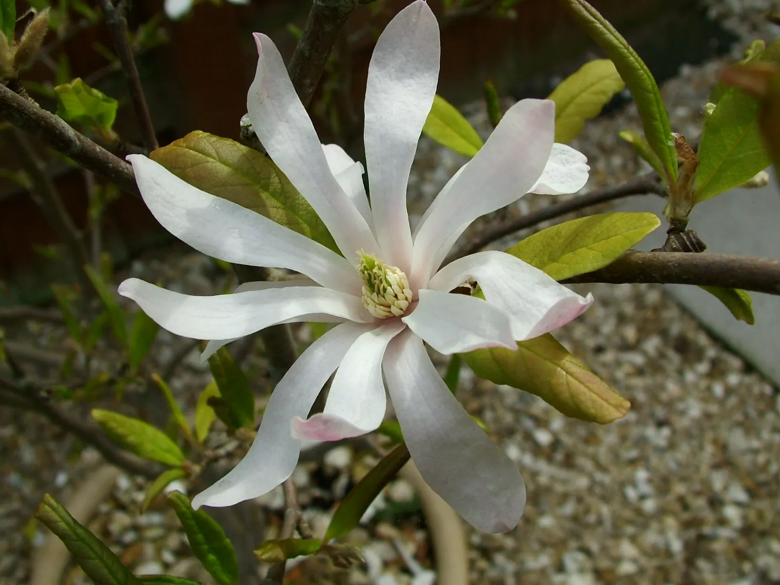 Star Magnolia (Magnolia Stellata) — or even as a border plant; typically reaching 15-20 feet in height with a similar spread