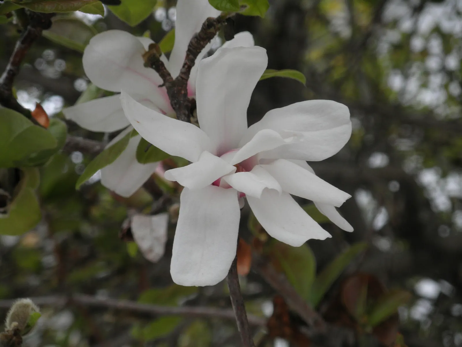 Star Magnolia (Magnolia Stellata) — Star Magnolia (Magnolia stellata) is a deciduous shrub/small tree; typically reaching 15-20 feet in height with, image 57