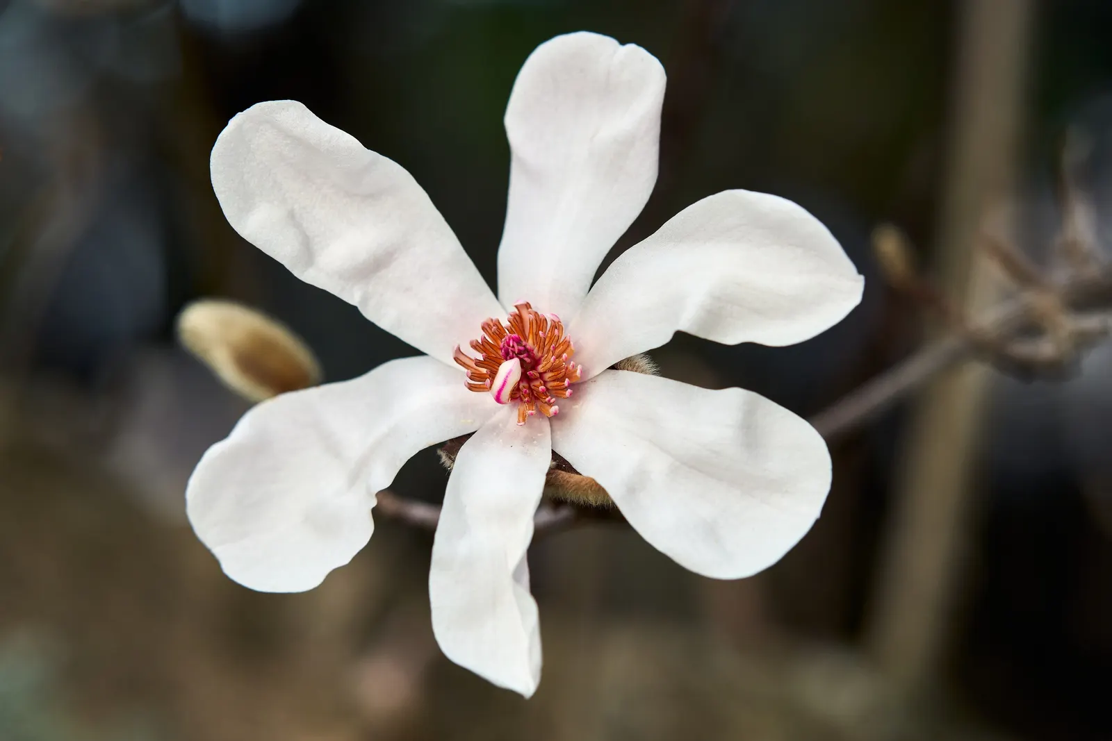Star Magnolia (Magnolia Stellata) — this compact ornamental is ideal for small gardens; typically reaching 15-20 feet in height with a similar, image 61