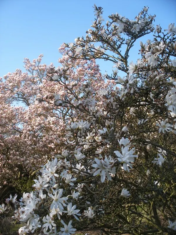 Star Magnolia (Magnolia Stellata) — adding elegance and visual interest; typically reaching 15-20 feet in height with a similar spread