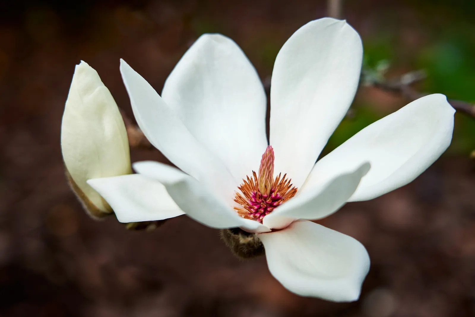 Star Magnolia (Magnolia Stellata) — it is perfect for residential garden beds; or even as a border plant