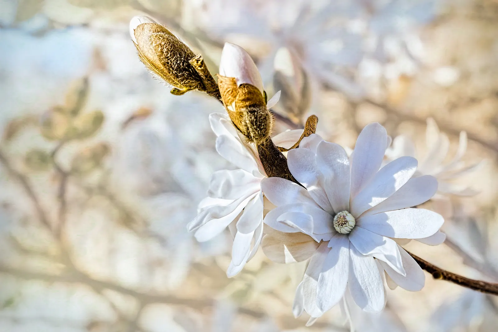 Star Magnolia (Magnolia Stellata) — Hardy in USDA zones 4 through 8; typically reaching 15-20 feet in height with a similar spread