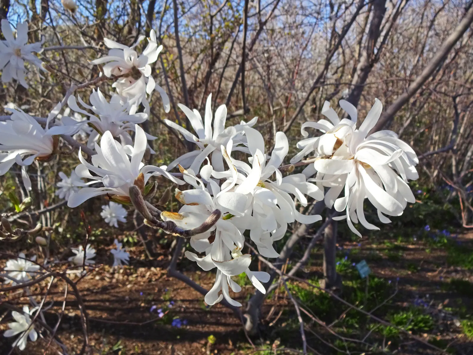 Star Magnolia (Magnolia Stellata) — this slow-growing deciduous shrub or small tree can reach a mature height of 15 to 20 feet; typically reaching, image 65