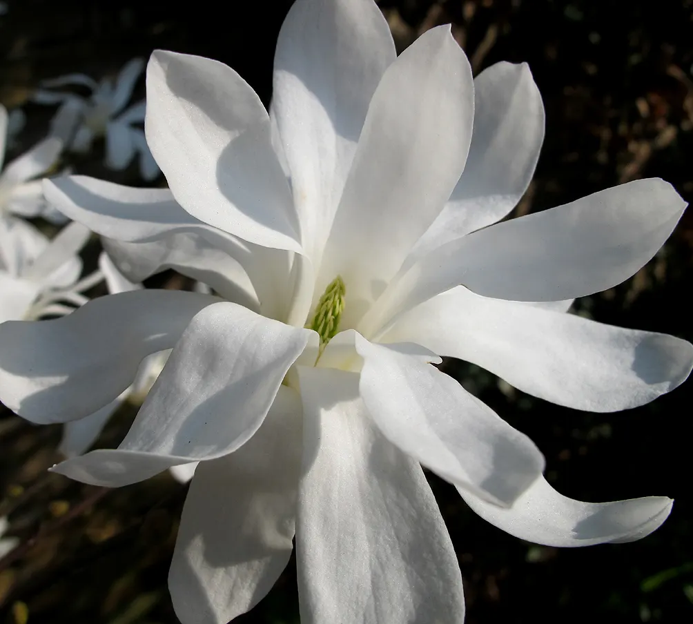 Star Magnolia (Magnolia Stellata) — tree for full
