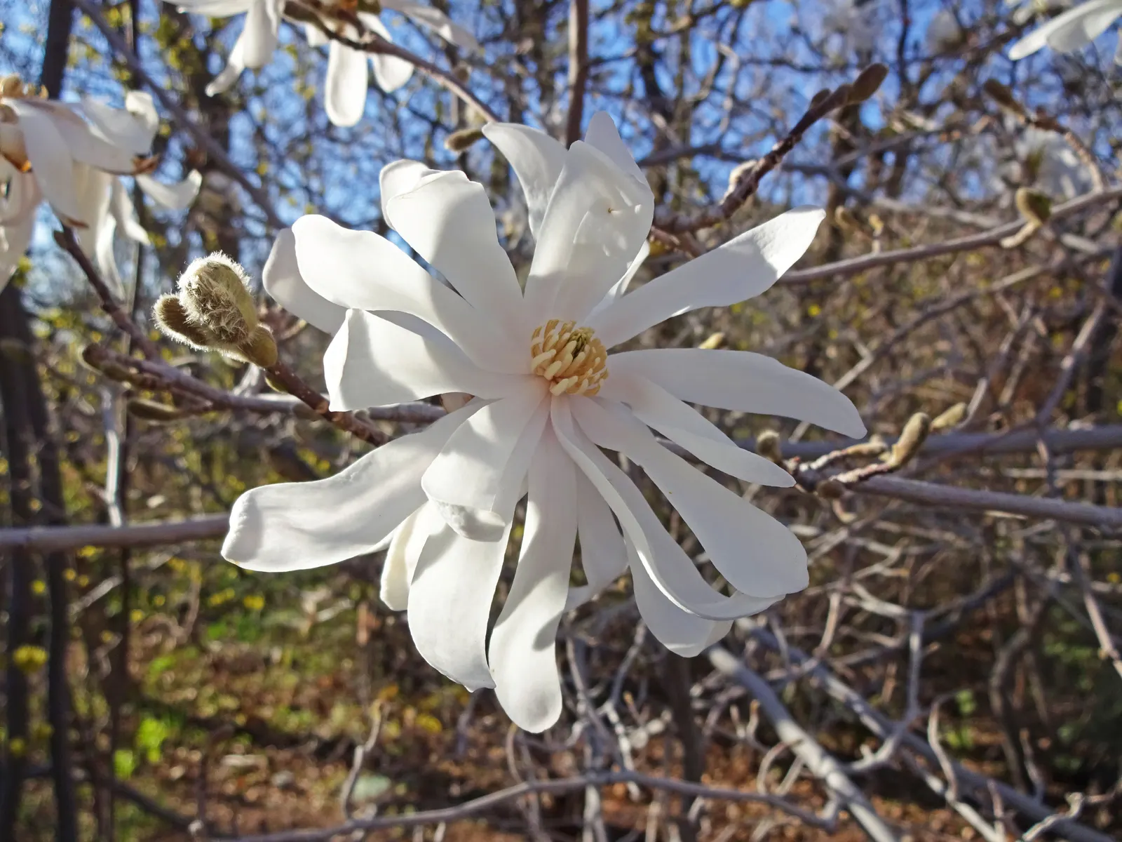 Star Magnolia (Magnolia Stellata) — It is also advisable to mulch around the base to conserve soil moisture and provide winter protection; and it, image 78