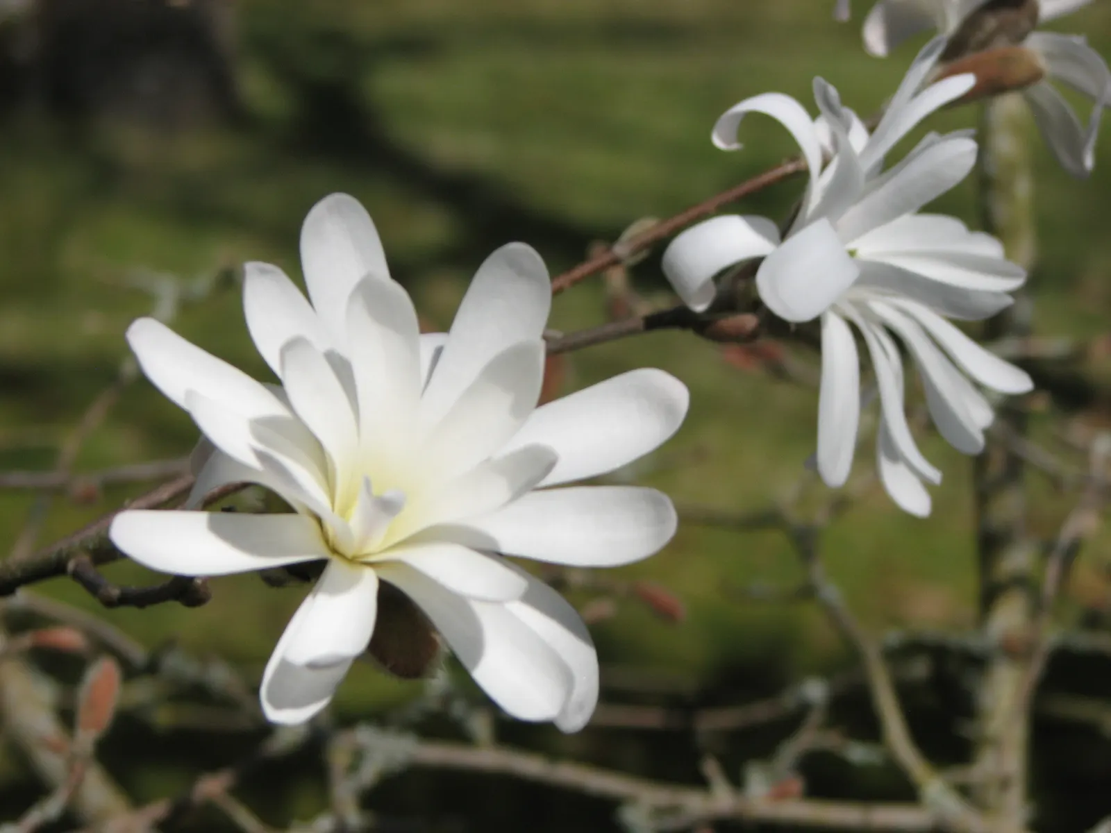 Star Magnolia (Magnolia Stellata) — Its relatively compact size and rounded shape make it an ideal focal point for small garden plots; or even as a, image 68