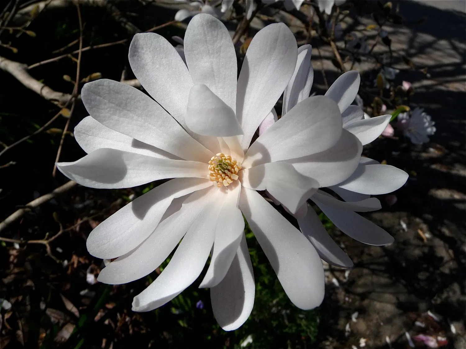 Star Magnolia (Magnolia Stellata) — white flowers in the garden; and it prefers a sunny to partly shaded spot in the garden