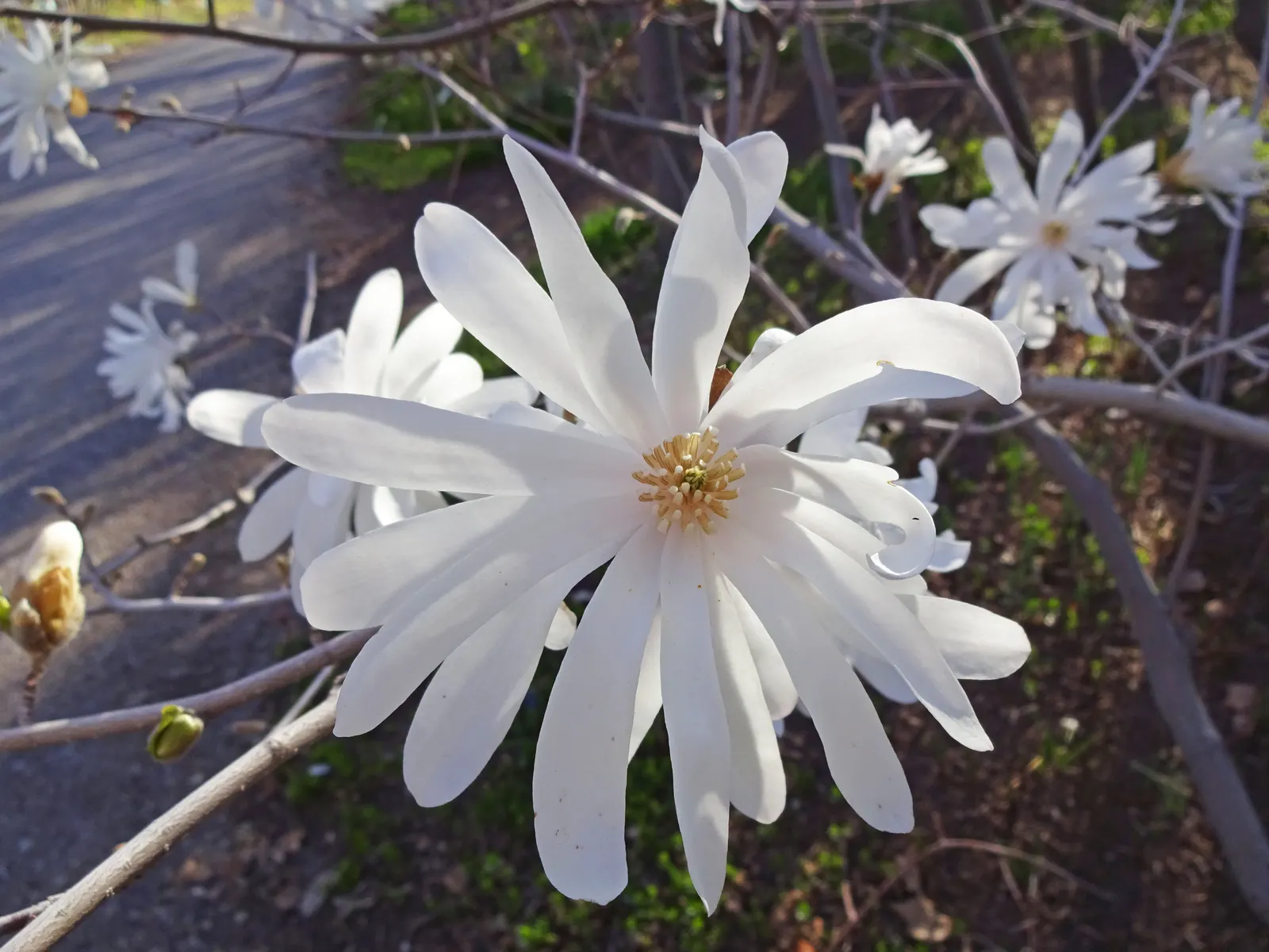 Star Magnolia (Magnolia Stellata) — Star Magnolia (Magnolia stellata) is a deciduous shrub/small tree; typically reaching 15-20 feet in height with, image 85