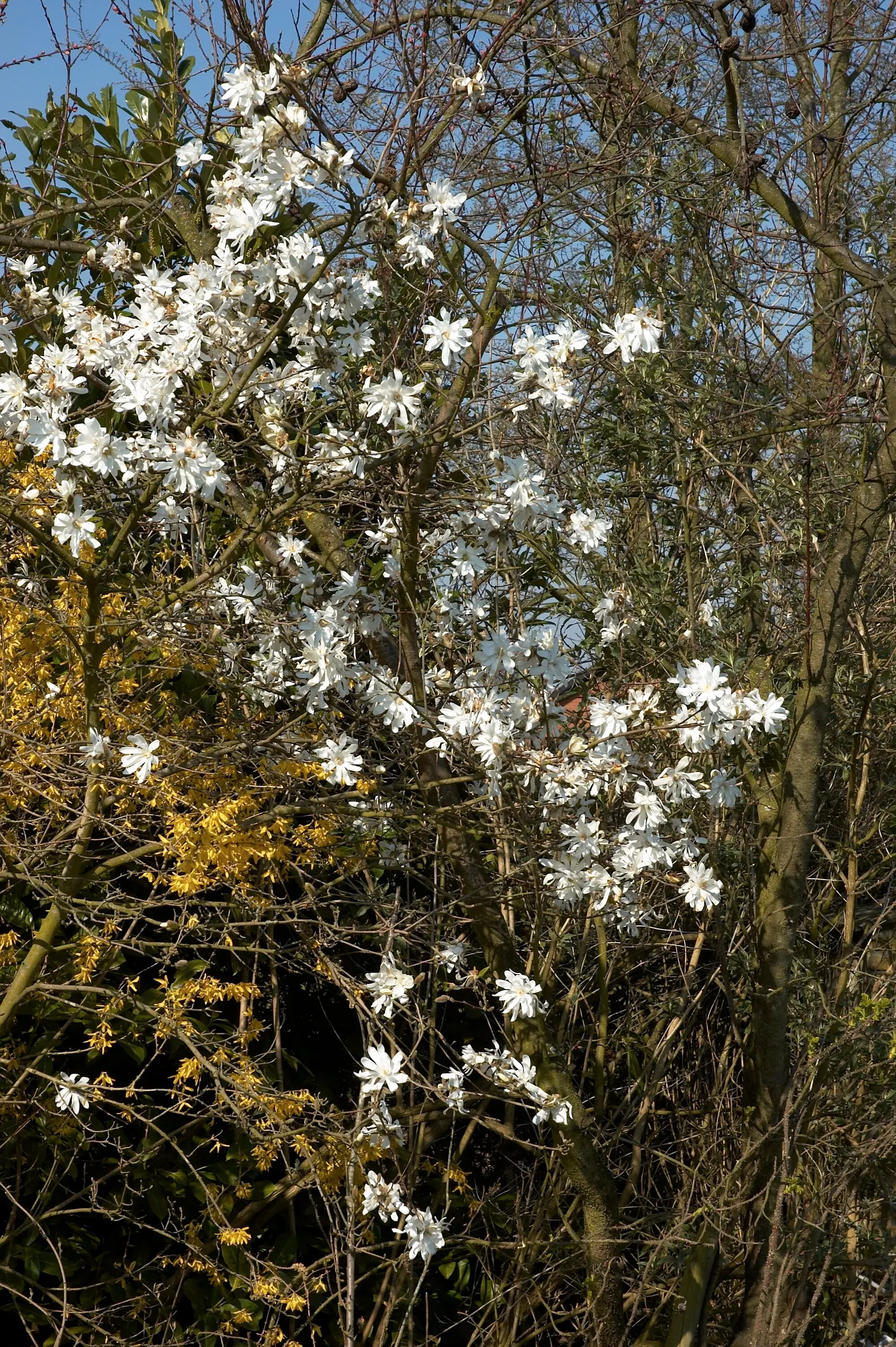 Star Magnolia (Magnolia Stellata) — acidic to neutral soil that is rich in organic matter