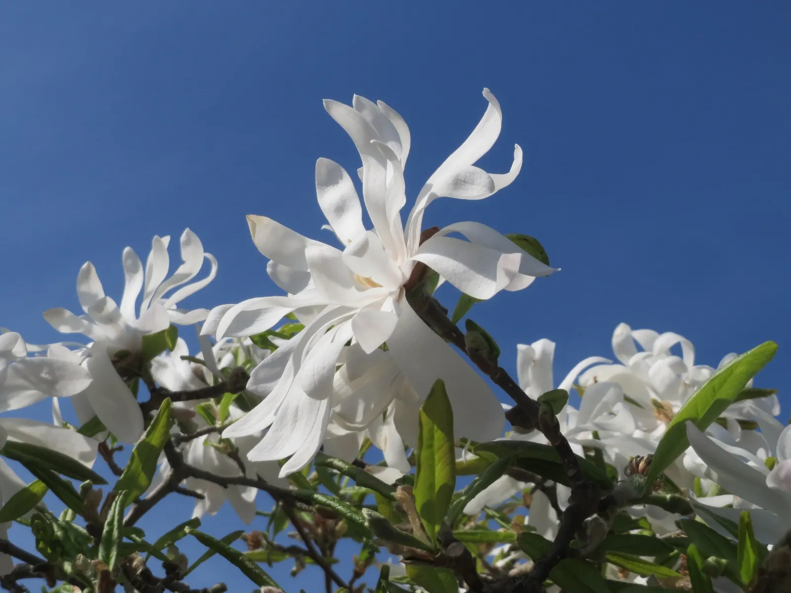 Star Magnolia (Magnolia Stellata) — The Star Magnolia, a spectacular early spring bloomer, is renowned for its profusion of starry white flowers
