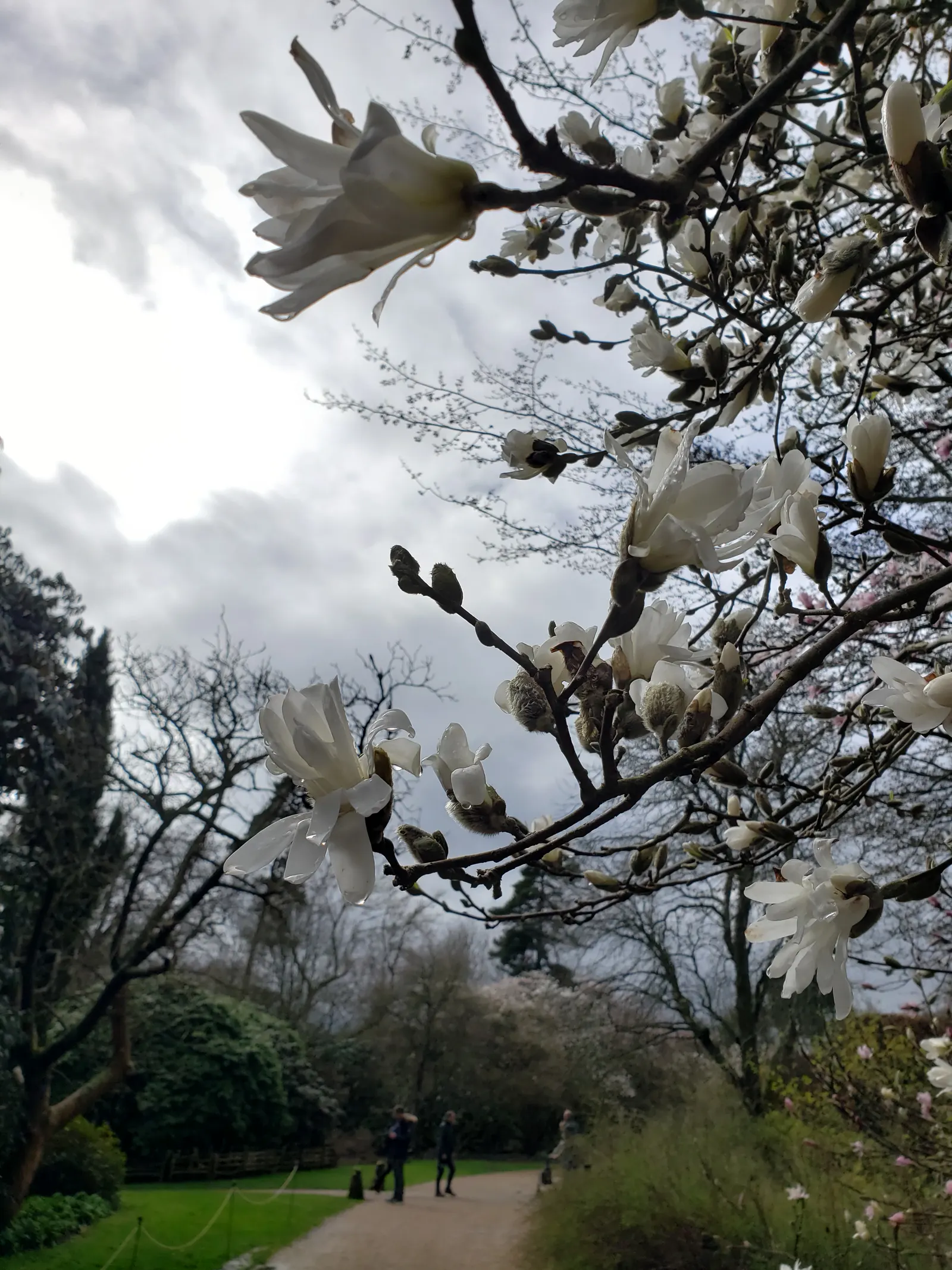 Star Magnolia (Magnolia Stellata) — <br><br>The flowers emerge before the foliage in late winter to early spring