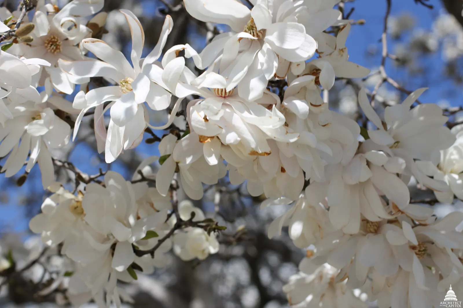 Star Magnolia (Magnolia Stellata) — with a spread of 10 to 15 feet; and it prefers a sunny to partly shaded spot in the garden