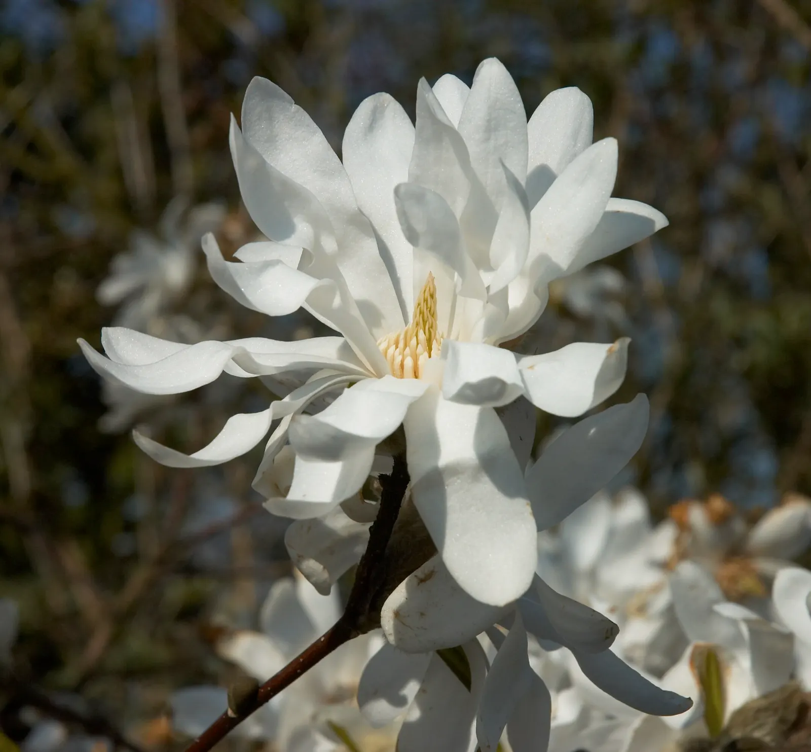Star Magnolia (Magnolia Stellata) — <br><br>The flowers emerge before the foliage in late winter to early spring; and it prefers a sunny to partly shaded spot