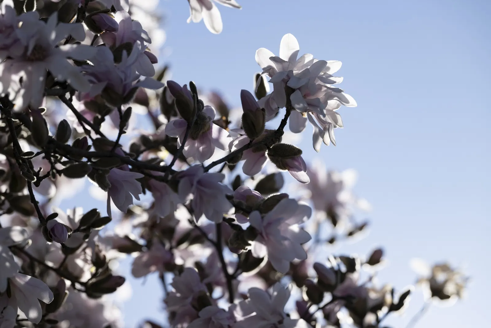 Star Magnolia (Magnolia Stellata) — this compact ornamental is ideal for small gardens