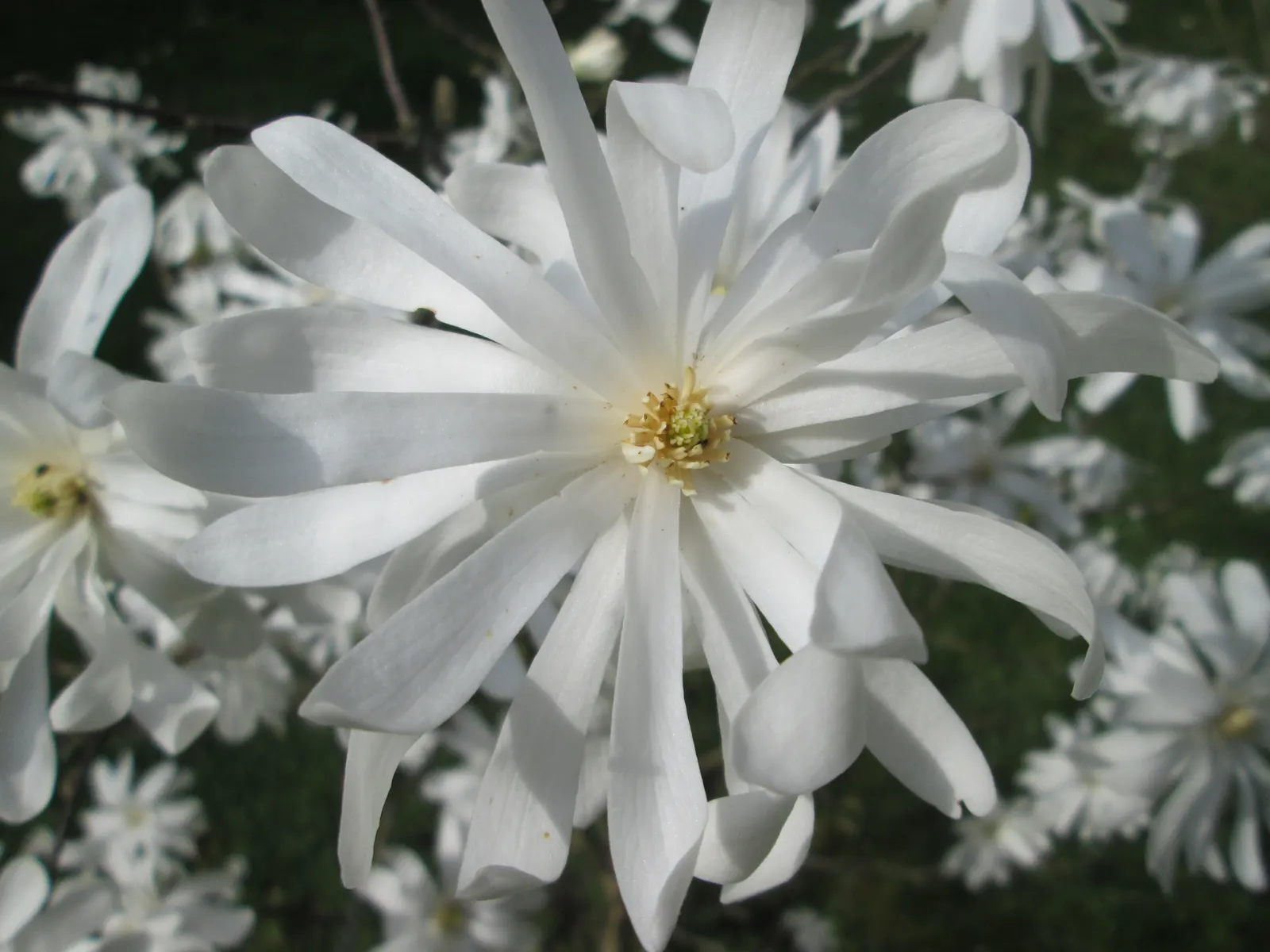 Star Magnolia (Magnolia Stellata) — with a spread of 10 to 15 feet