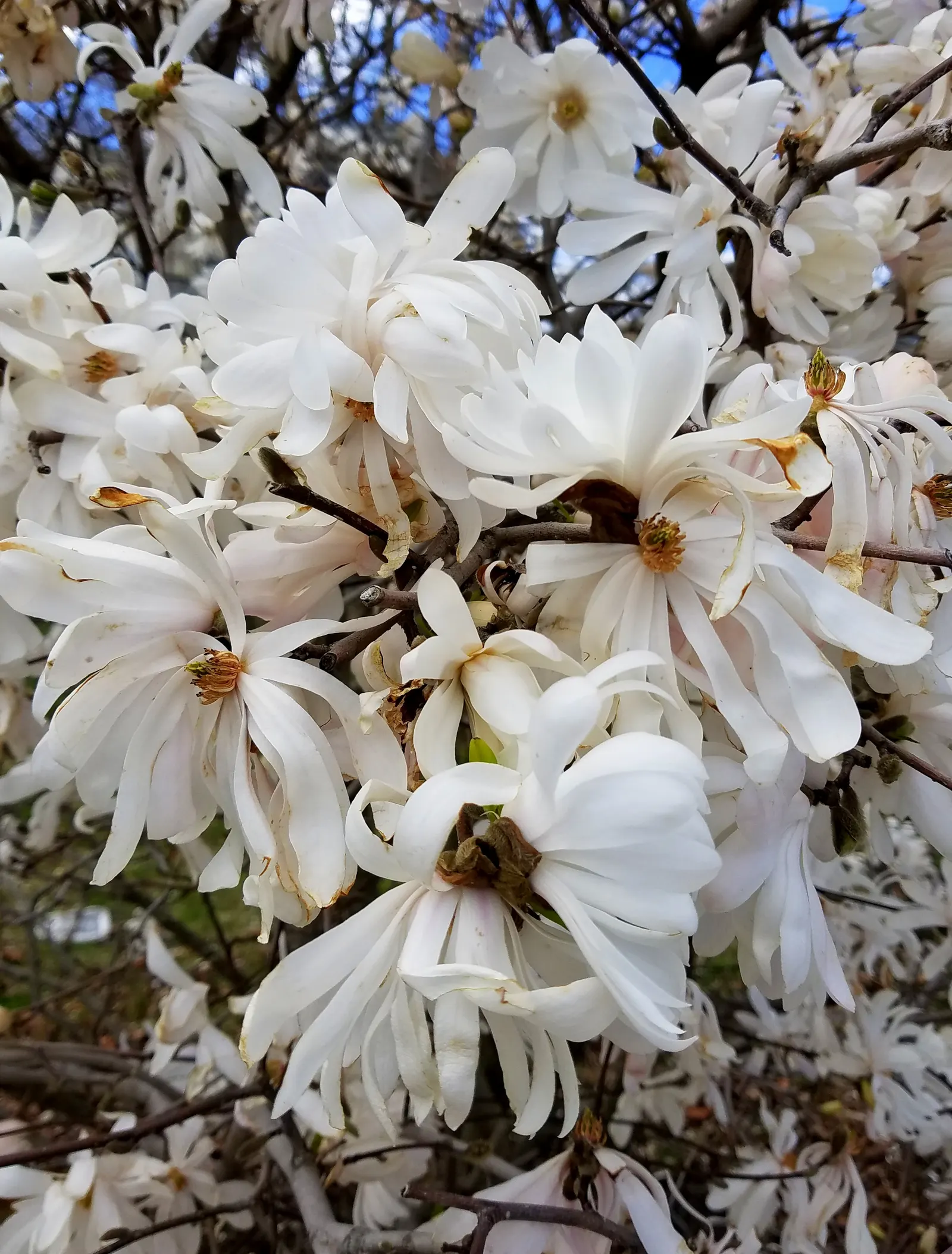 Star Magnolia (Magnolia Stellata) — and it prefers a sunny to partly shaded spot in the garden; the leaves are oblong to oval