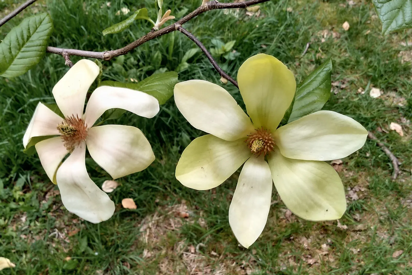 Star Magnolia (Magnolia Stellata) — Great as a focal point or in mixed borders for visual interest; the leaves are oblong to oval
