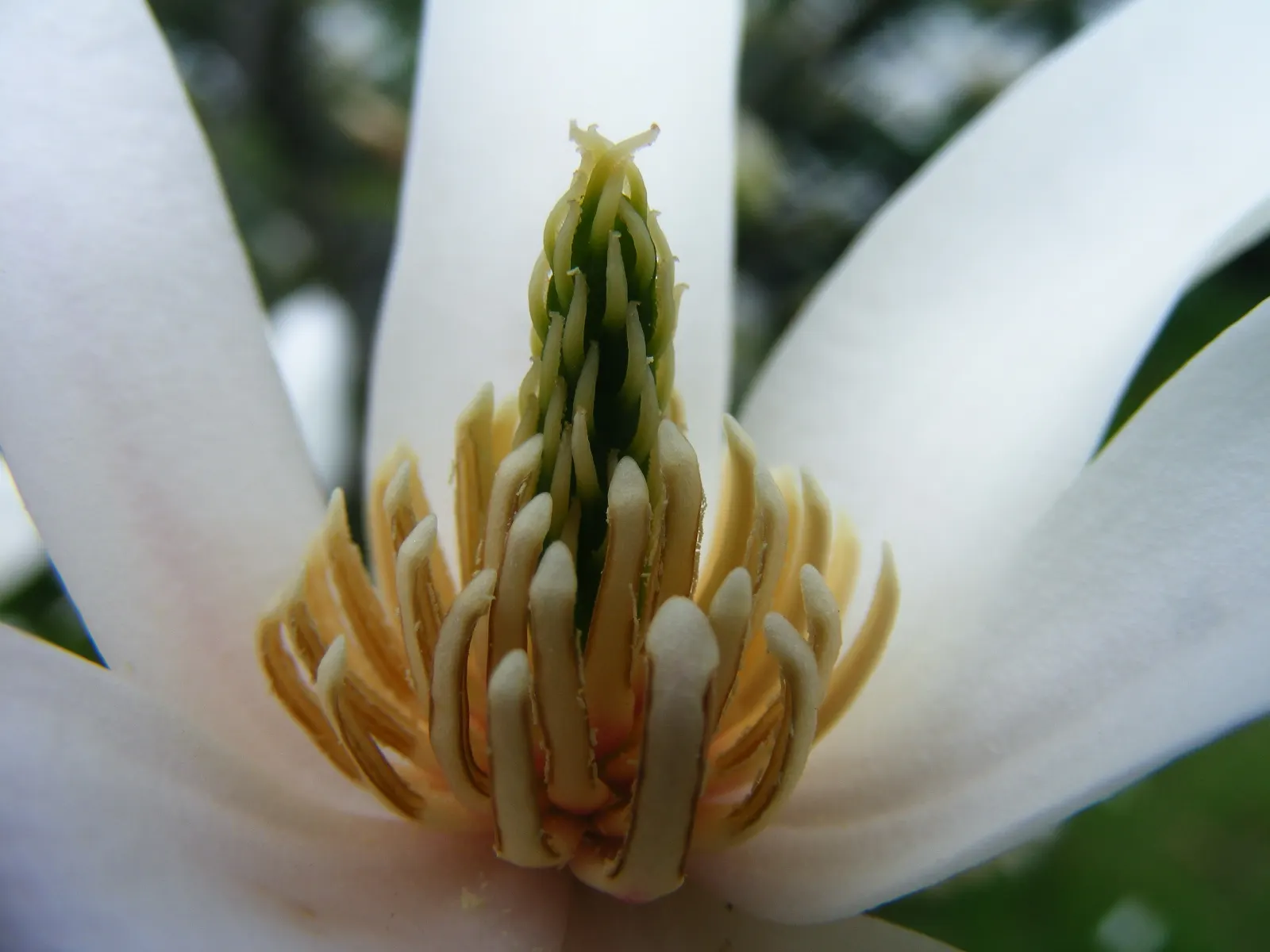 Star Magnolia (Magnolia Stellata) — Prefers well-drained, slightly acidic soil; full sun to partial shade; and it prefers a sunny to partly shaded spot in the