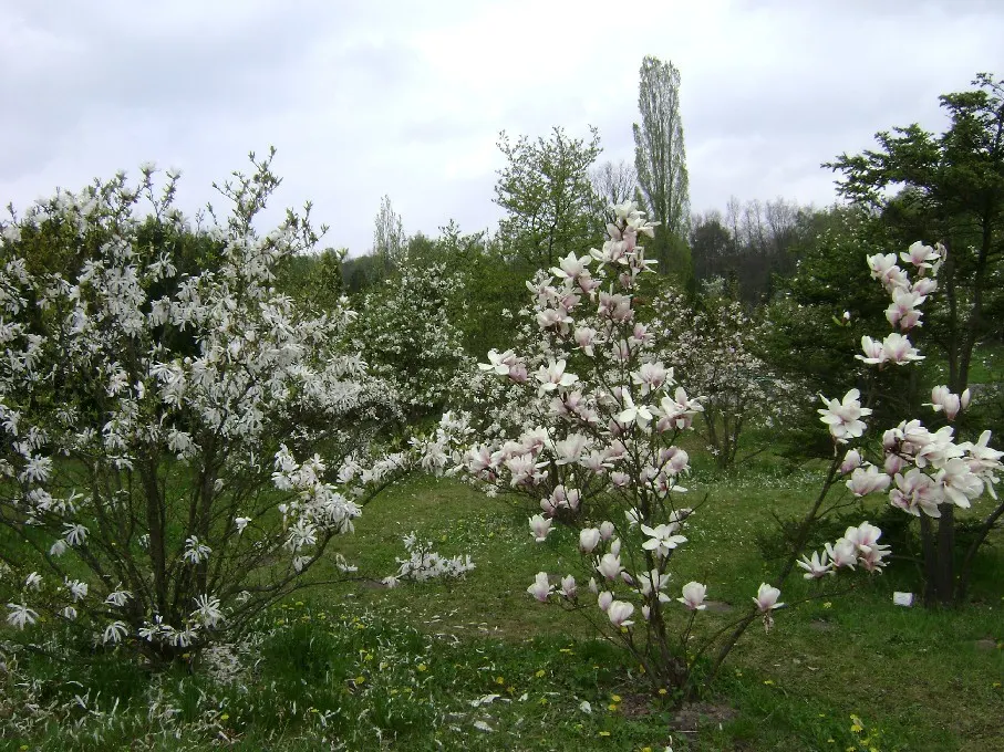 Star Magnolia (Magnolia Stellata) — renowned for its early spring bloom of star-shaped white flowers; and it prefers a sunny to partly shaded spot in the garden