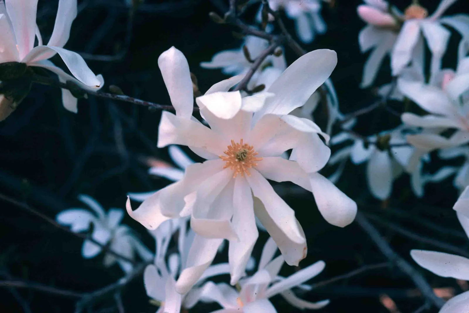Star Magnolia (Magnolia Stellata) — with each bloom consisting of 12 to 18 slender; the leaves are oblong to oval
