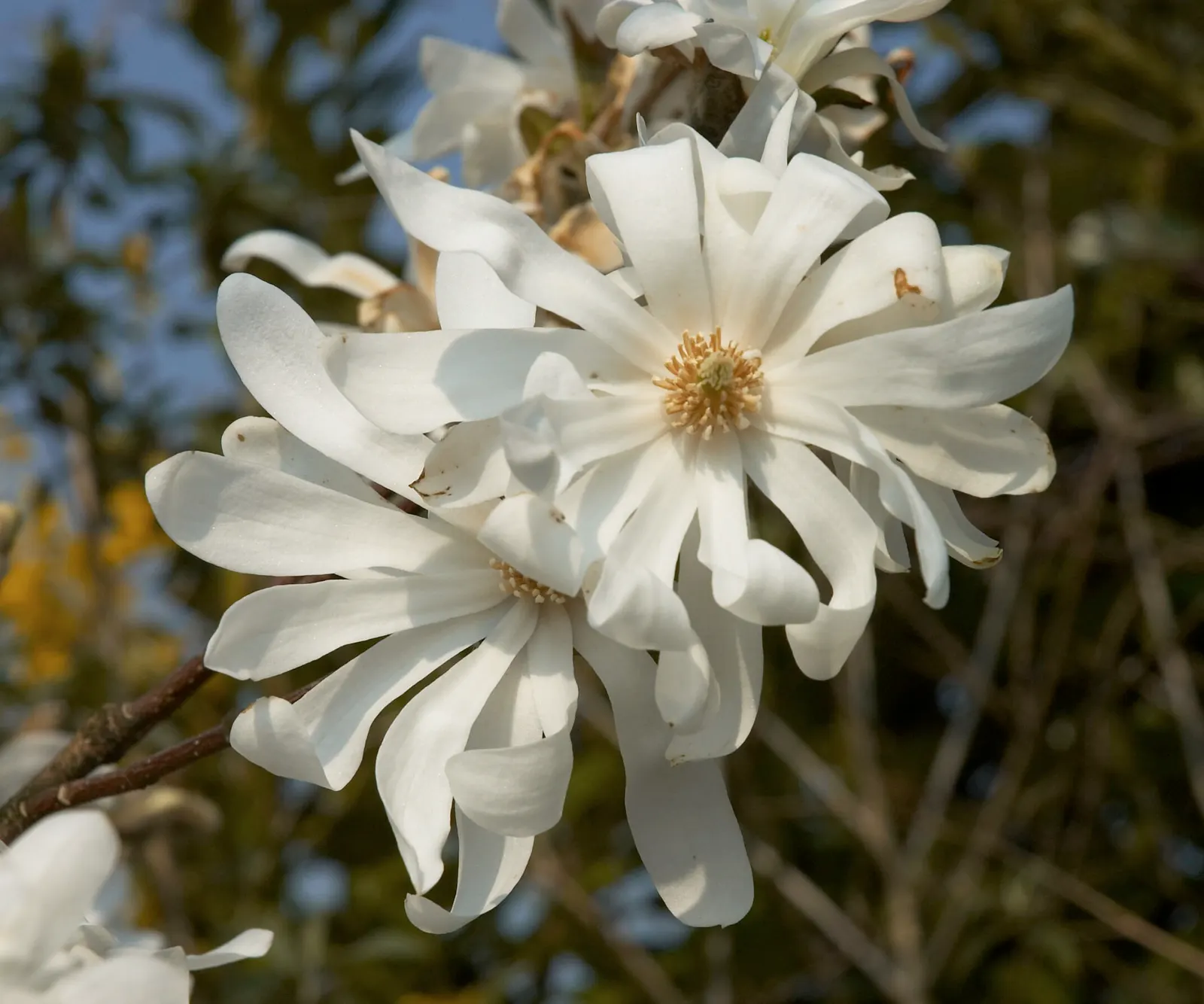 Star Magnolia (Magnolia Stellata) — each with 12-18 slender petals; the leaves are oblong to oval