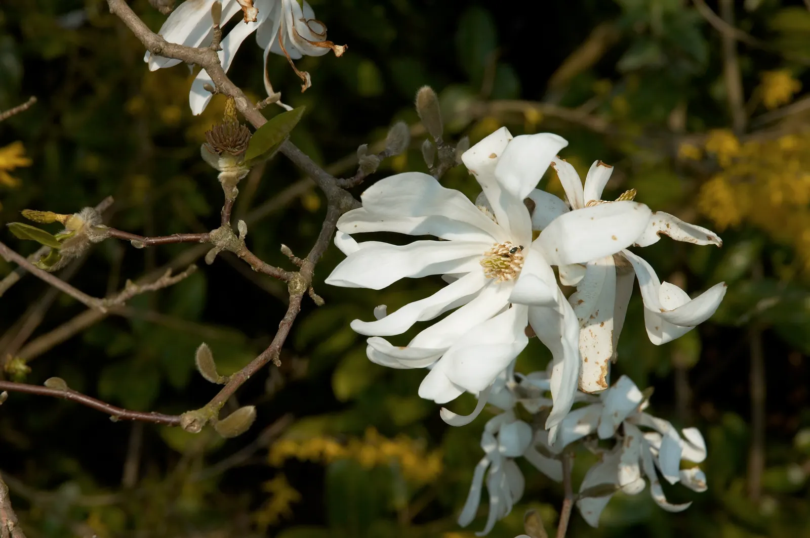 Star Magnolia (Magnolia Stellata) — white flowers in the garden
