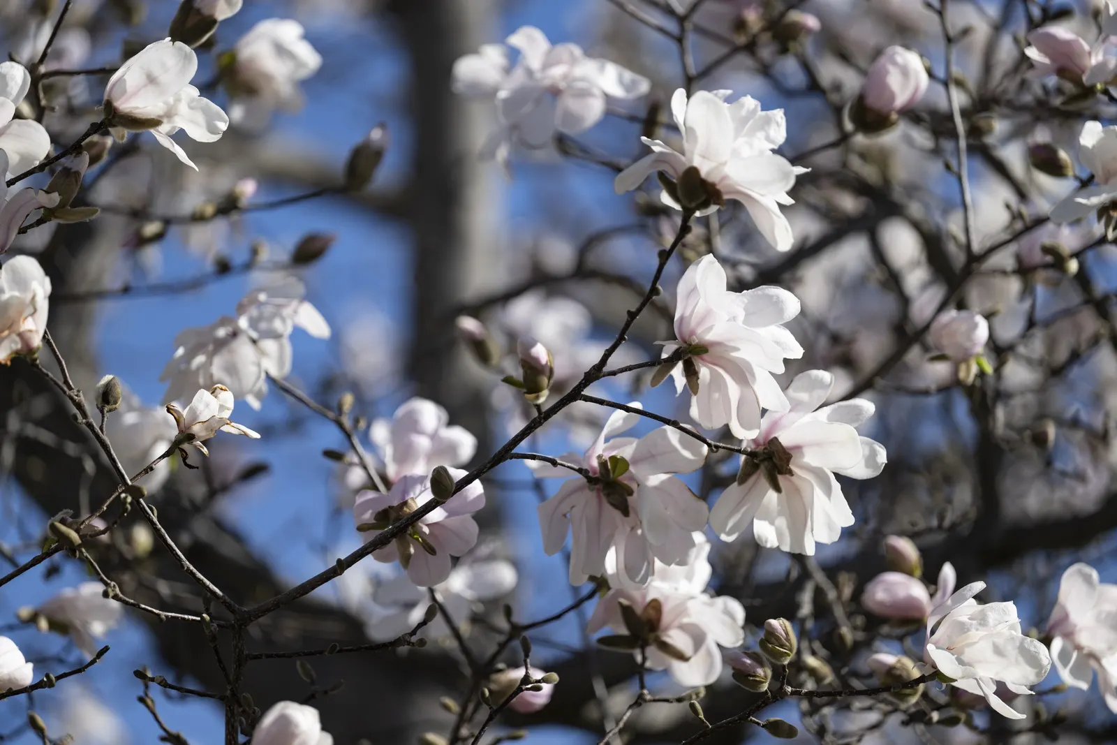 Star Magnolia (Magnolia Stellata) — Star Magnolia (Magnolia stellata) is a deciduous shrub/small tree; typically reaching 15-20 feet in height with a similar
