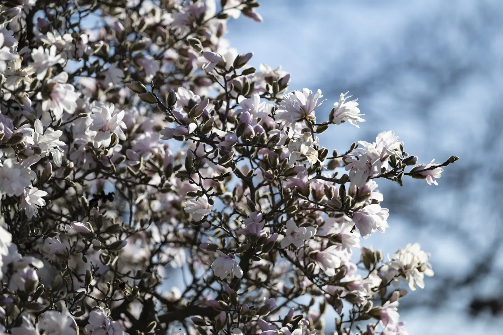 Star Magnolia (Magnolia Stellata) — this slow-growing deciduous shrub or small tree can reach a mature height of 15 to 20 feet; typically reaching 15-20 feet