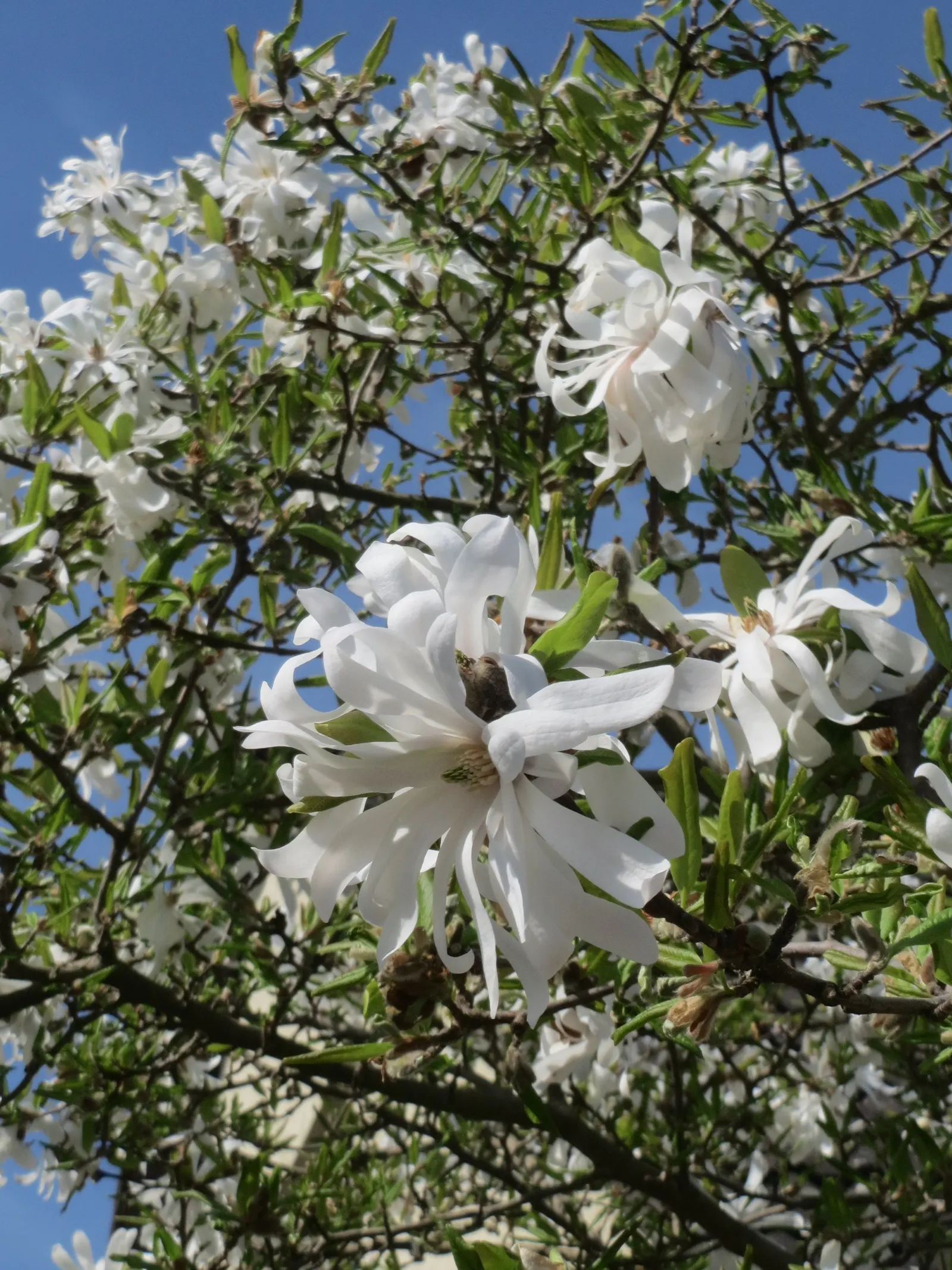 Star Magnolia (Magnolia Stellata) — The leaves are oblong to oval; and it prefers a sunny to partly shaded spot in the garden