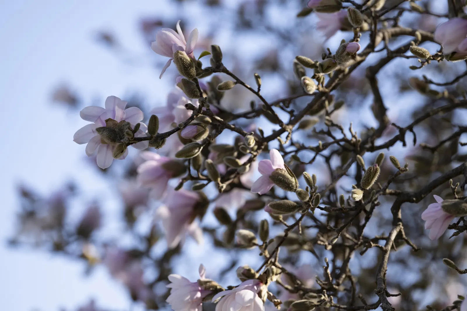 Star Magnolia (Magnolia Stellata) — It is also advisable to mulch around the base to conserve soil moisture and provide winter protection; and it prefers a