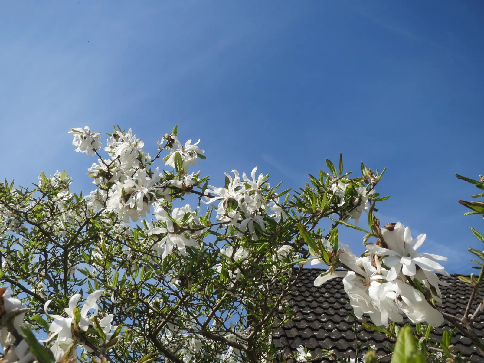 Star Magnolia (Magnolia Stellata) — glossy green which turn yellow-bronze in the fall.<br><br>Star Magnolia prefers well-drained; the leaves are oblong to oval